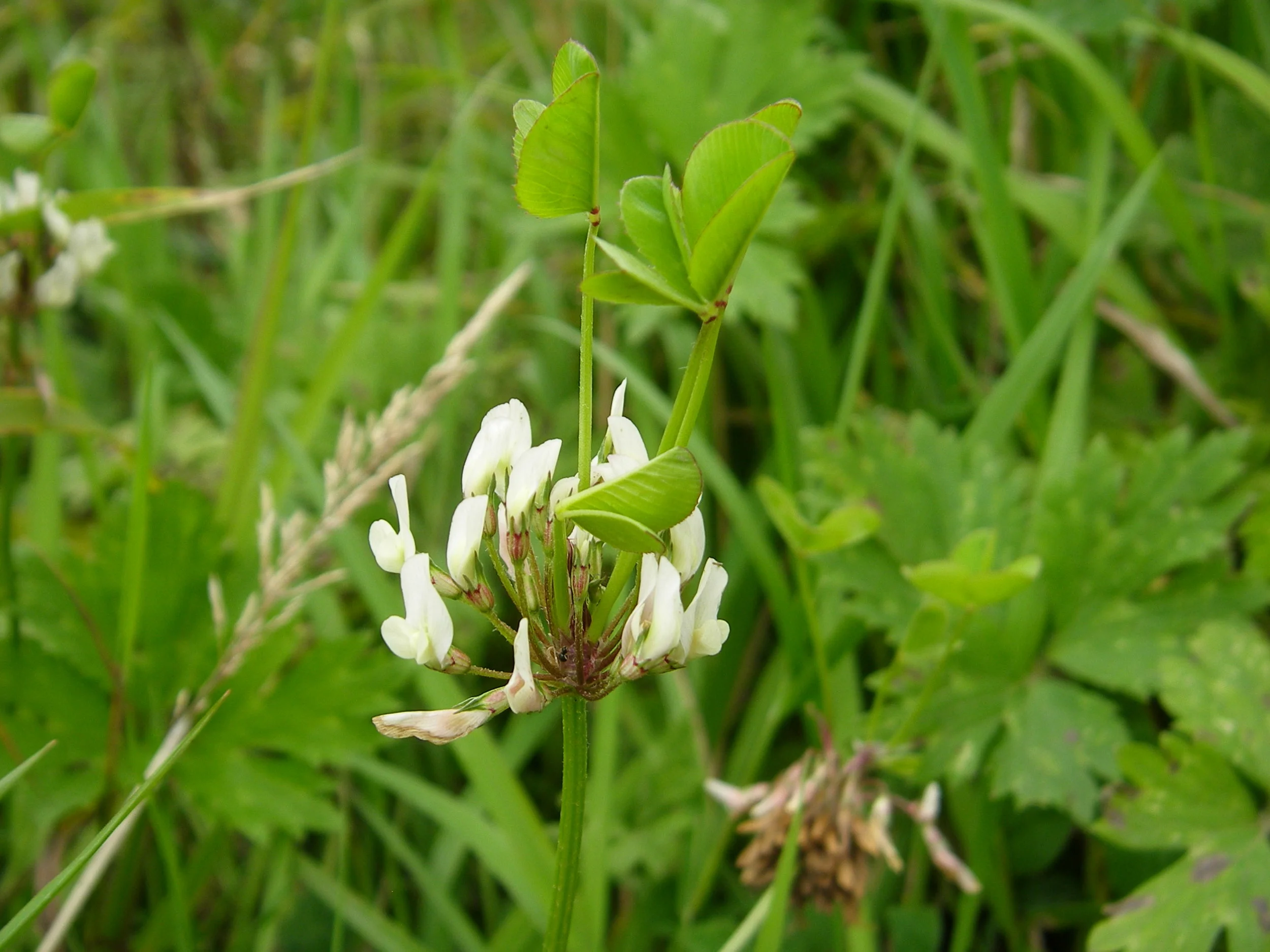  Flower heads are on a long bare stem.  Flowers can be pinkish and Red Clover's flowers can be whitish, but the latter always has leaves close below the flower head.   Trifolium repens NS7143 26Aug2010 MJP  