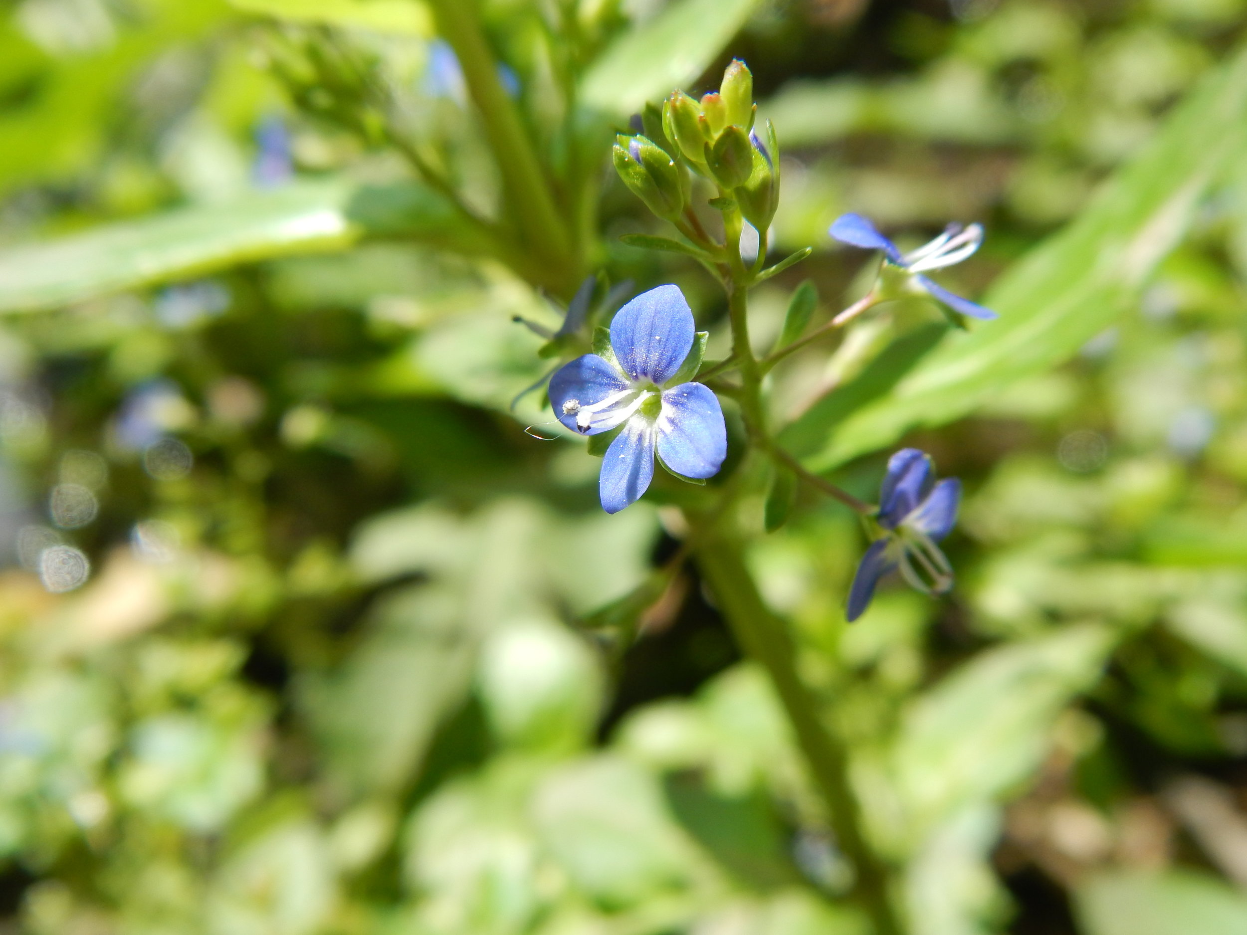   Veronica beccabunga 29May14 NS6056 PW  