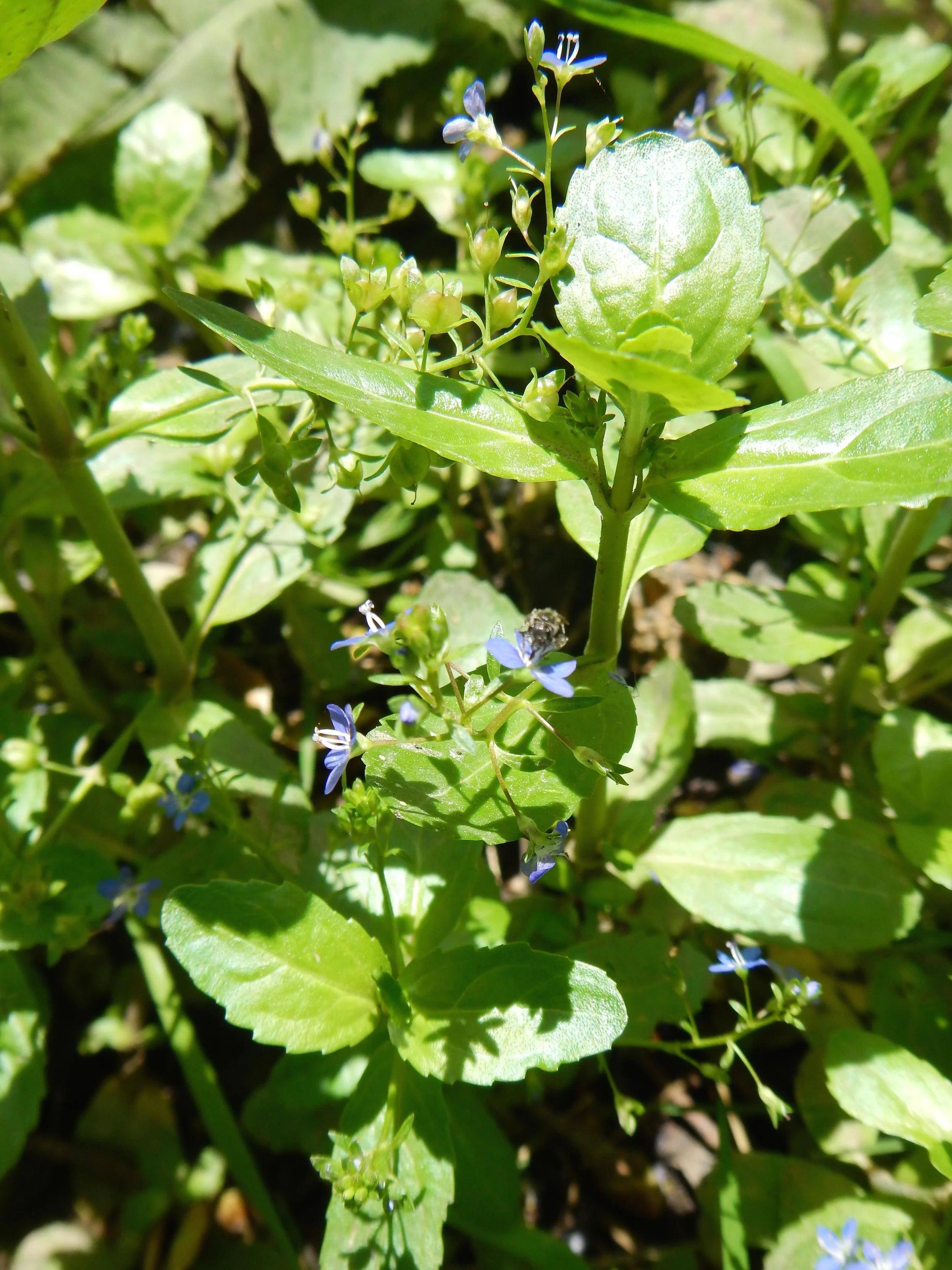   Veronica beccabunga 29May14 NS6056 PW  