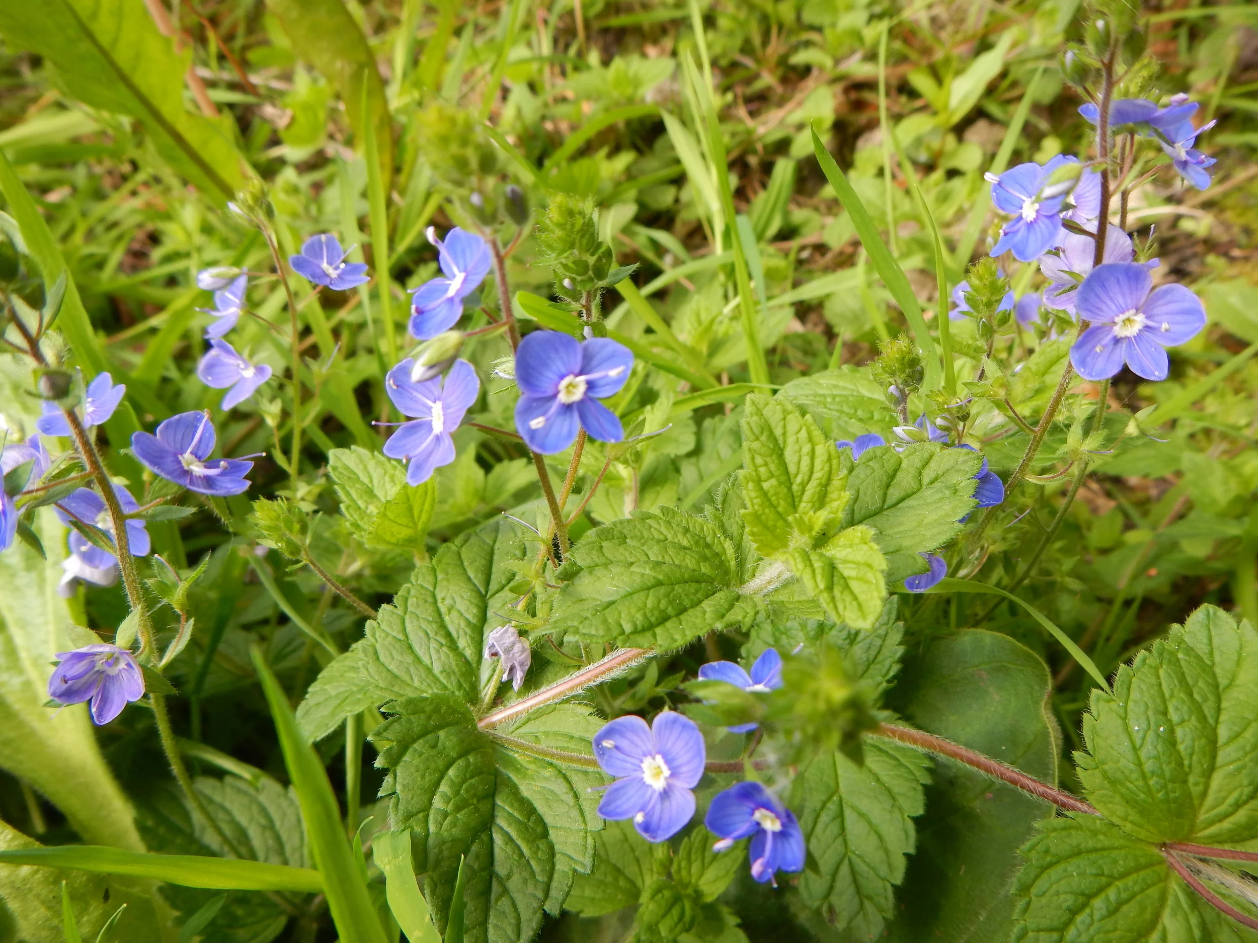  The paired spikes of  flowers arise from the leaf axils. The flowers are large, 8 - 12mm and bright blue.     Veronica chamaedrys 1Jun14 NS6656 PW  