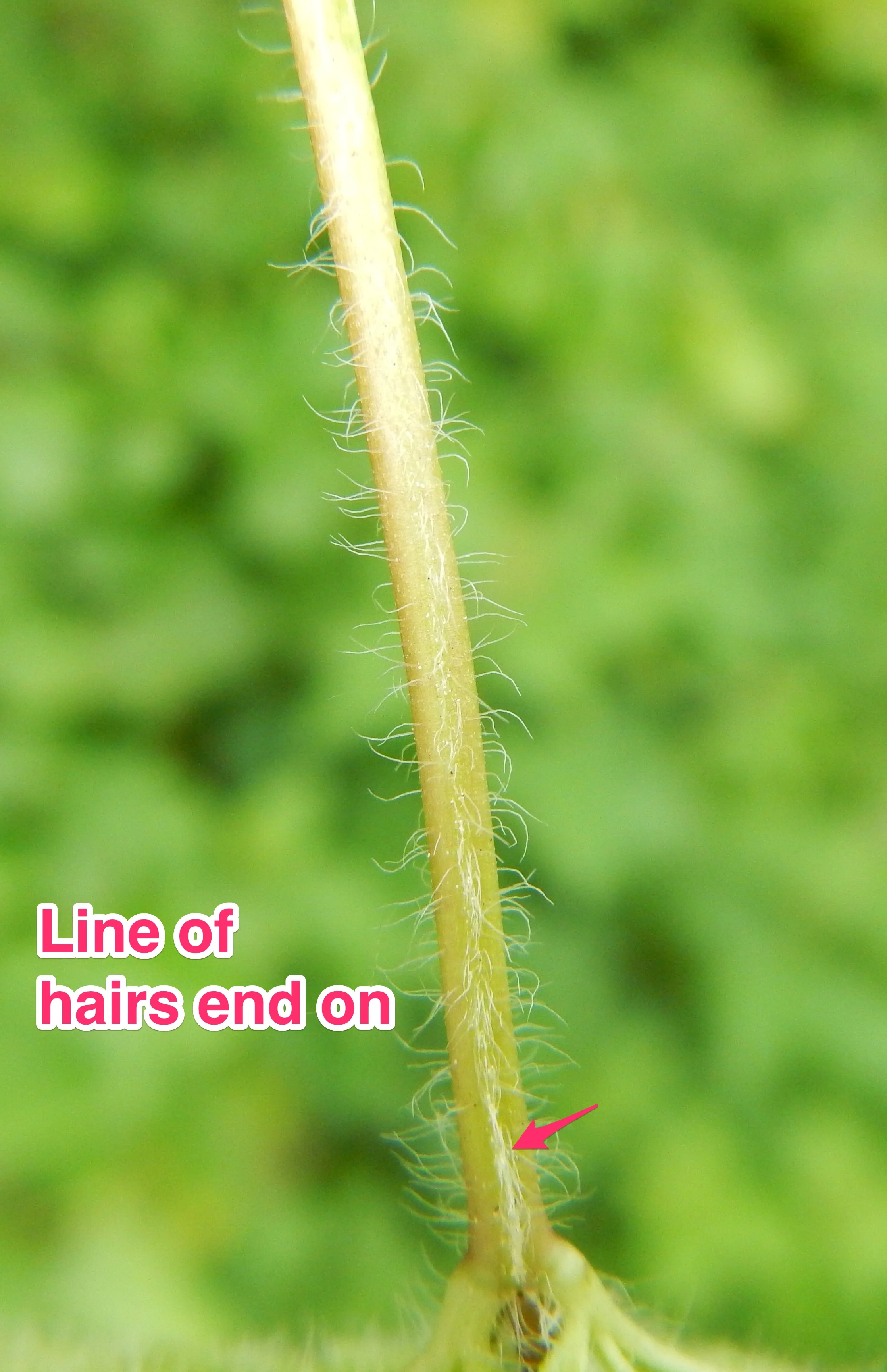  This is not a reliable sign for plants in the shade, but is interesting to see.   Veronica chamaedrys 1Jun14 NS6656 PW  