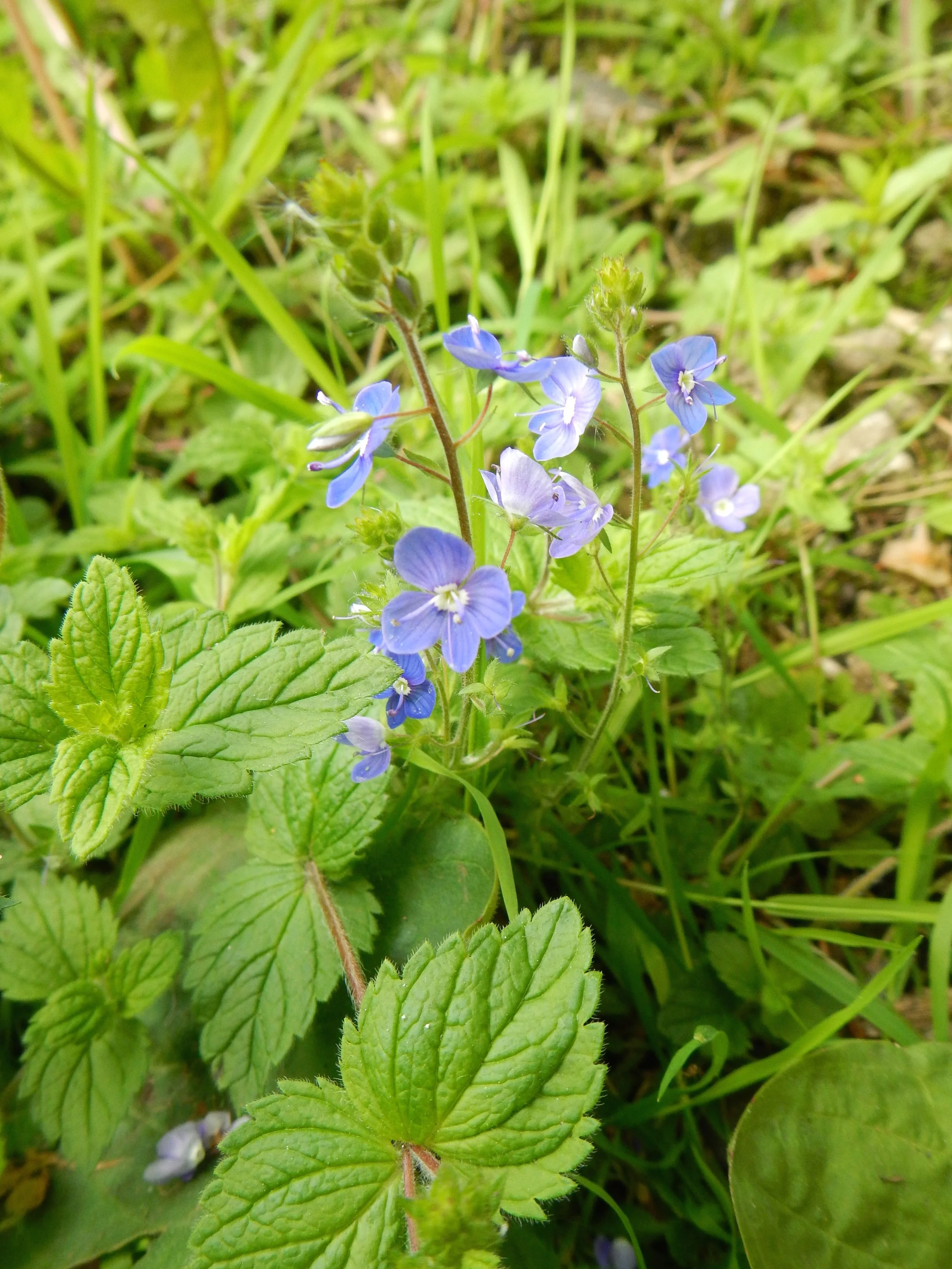  The opposite leaves are sessile or with very short (&lt;5mm petioles).   Veronica chamaedrys 1Jun14 NS6656 PW  