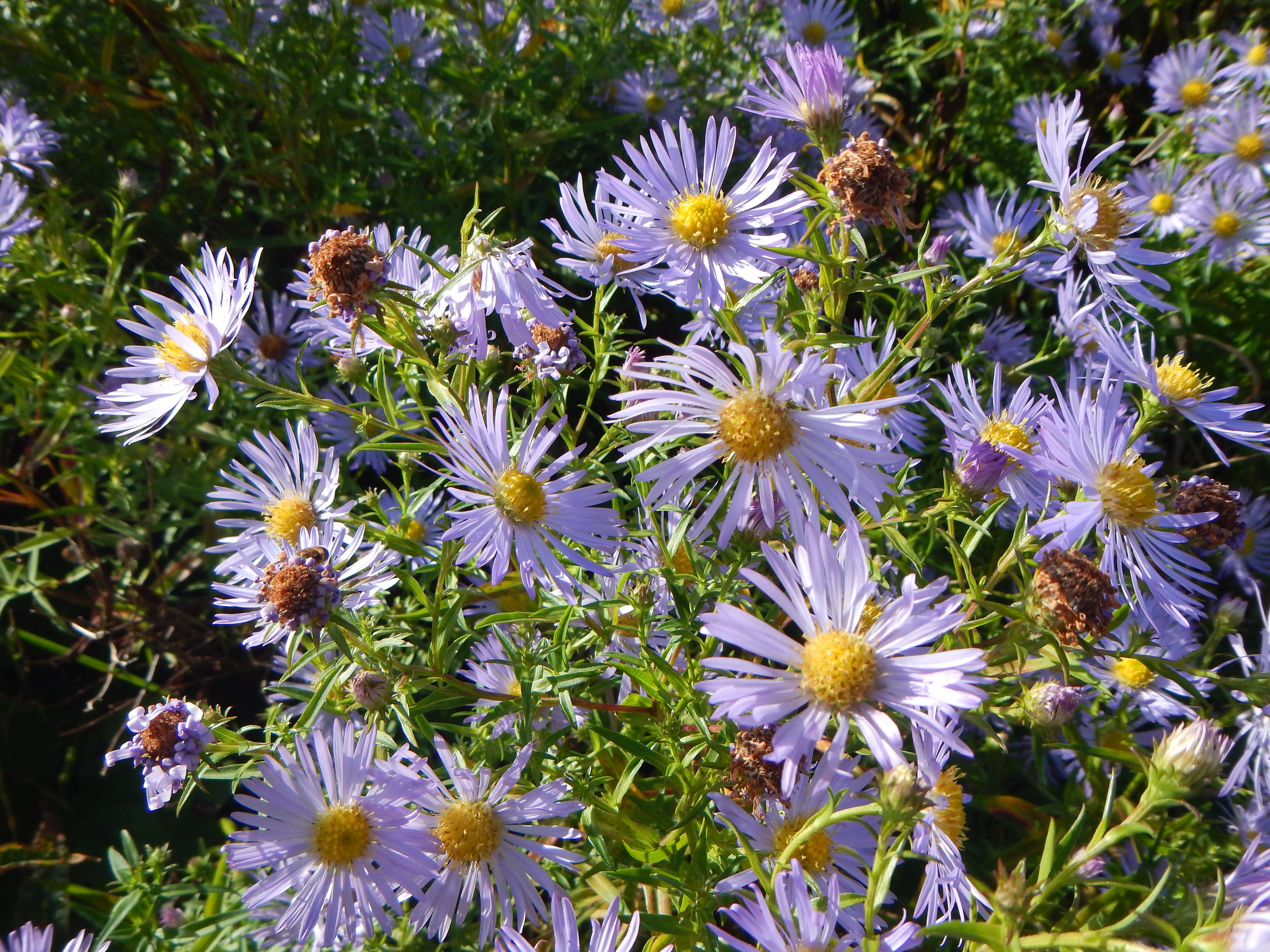 The flowers are large. Aster laevis x novi-belgii = A. x versicolor NS 8070 30Sep2017 PW