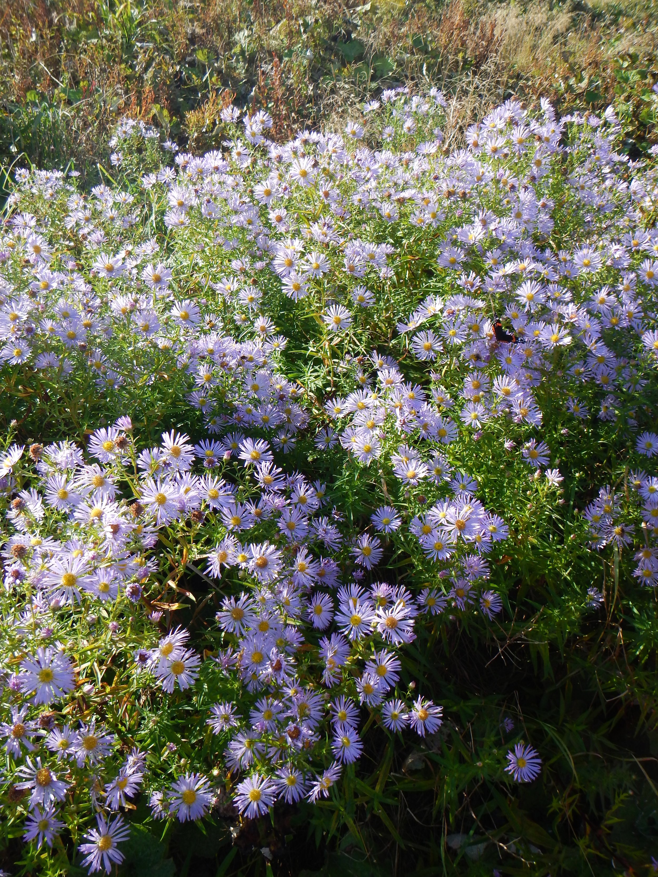 Overall the plant is taller and more robust than A. novi-belgii . Aster laevis x novi-belgii = A. x versicolor NS 8070 30Sep2017 PW