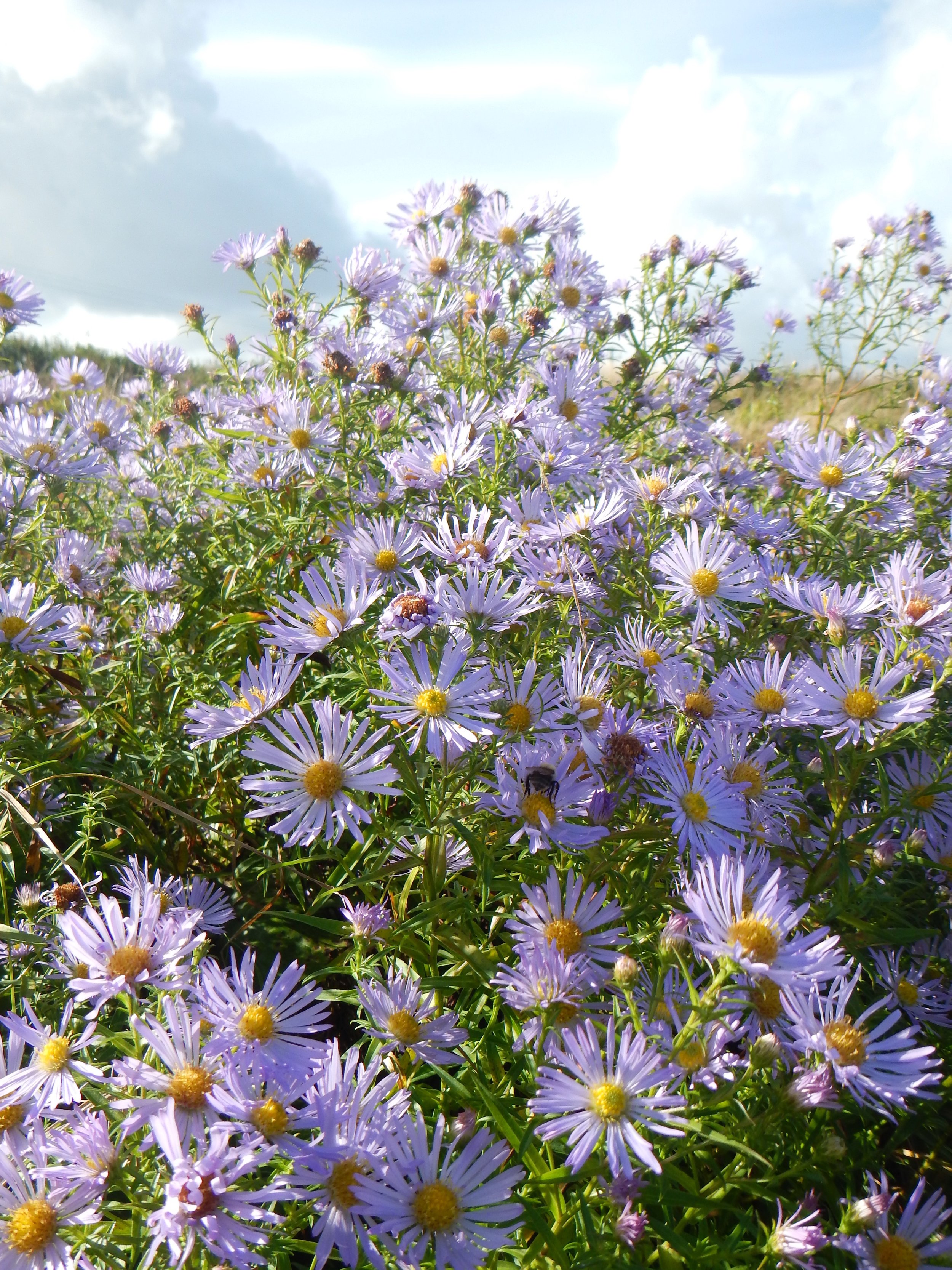 Aster laevis x novi-belgii = A. x versicolor NS 8070 30Sep2017 PW