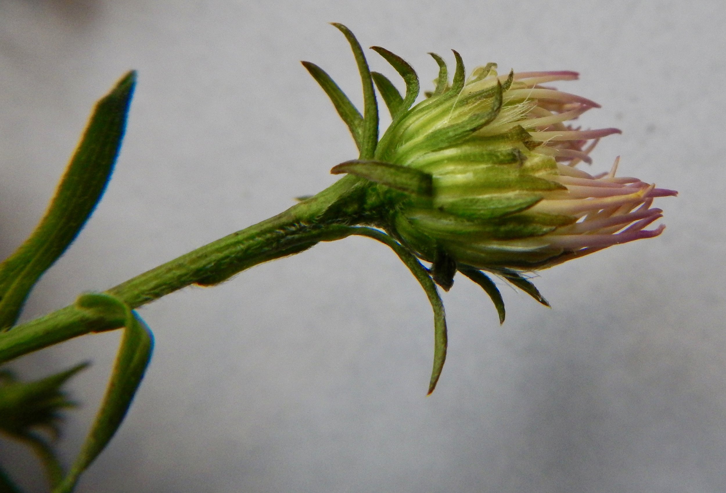 The bracts have a clear white border and a central green area distally. Aster laevis x novi-belgii = A. x versicolor NS 8070 30Sep2017 PW