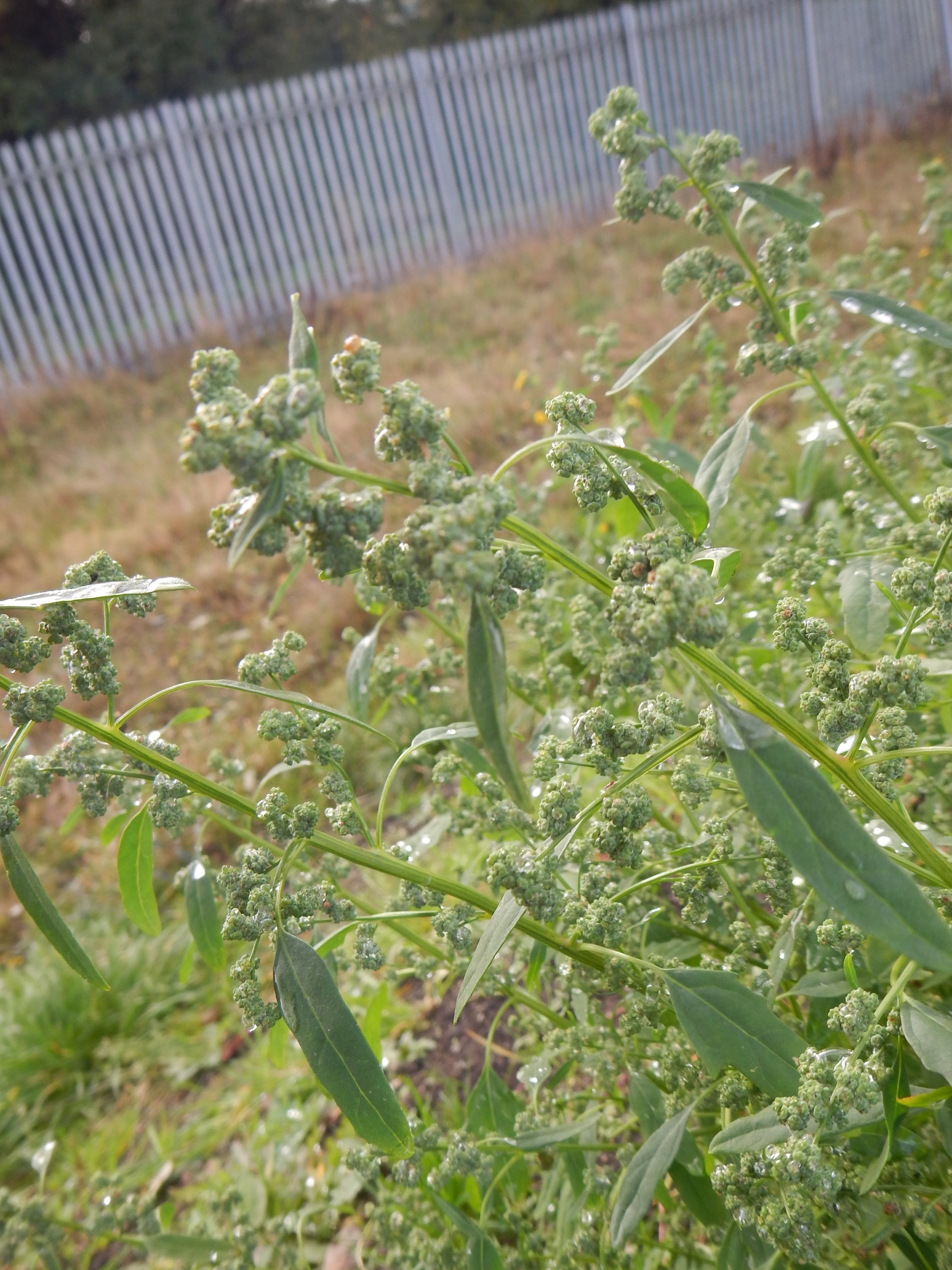 Chenopodium album NS6162 20Oct17 PW