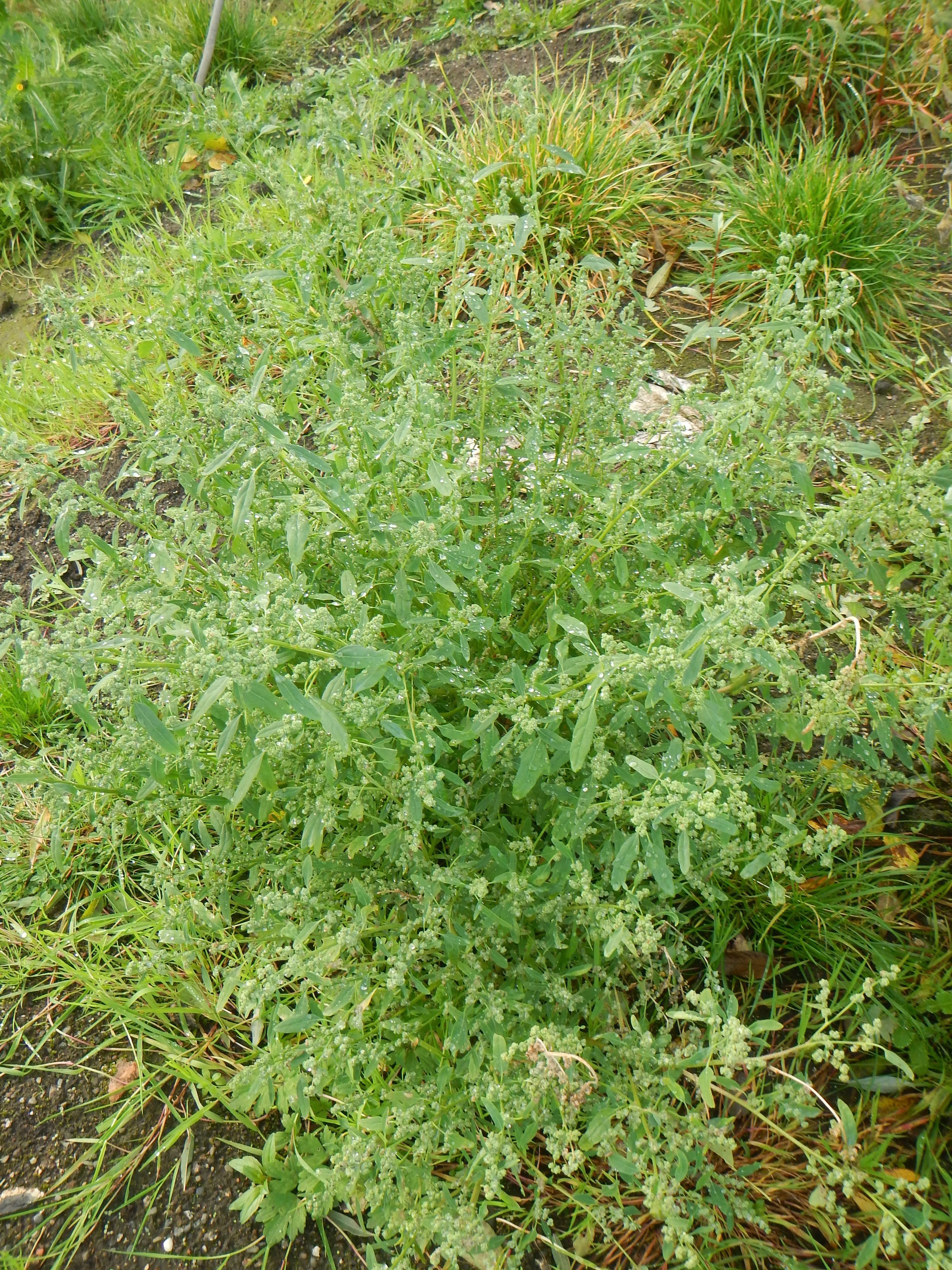 Chenopodium album NS6162 20Oct17 PW