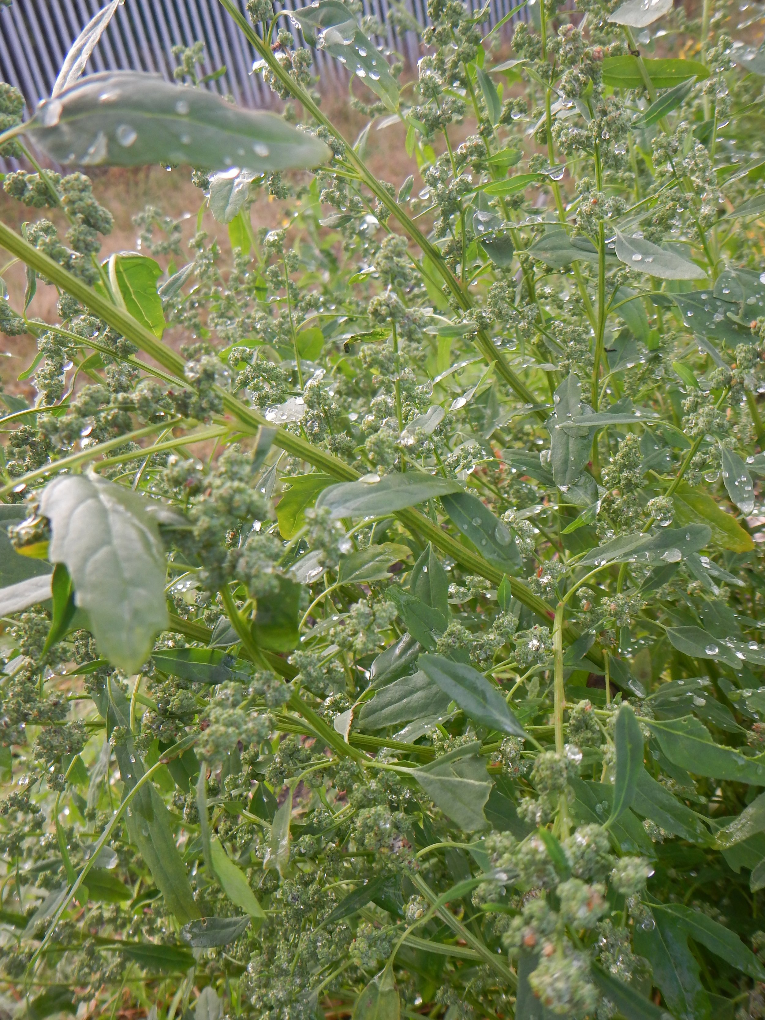 Chenopodium album NS6162 20Oct17 PW