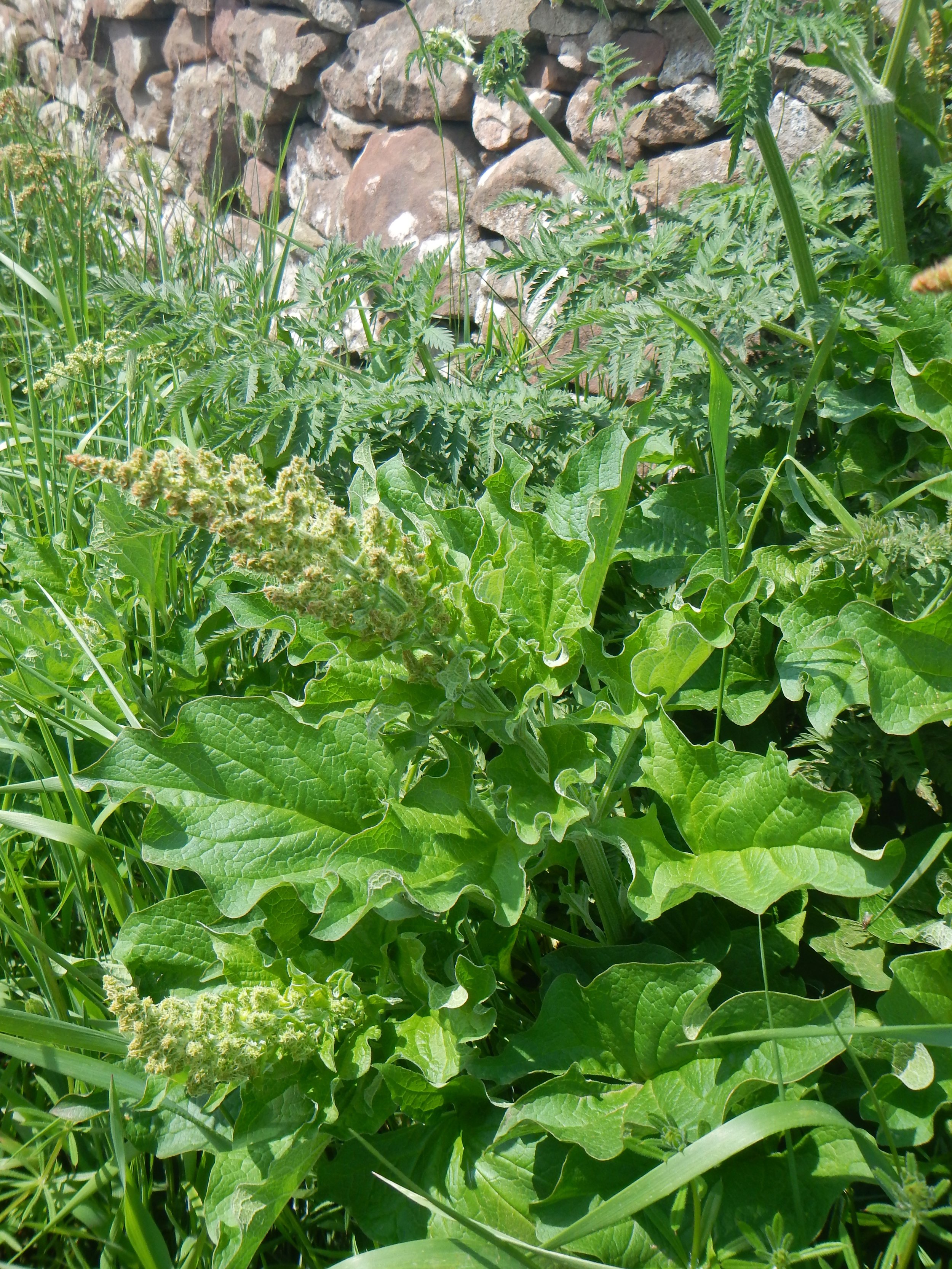 This is a substantial plant. Chenopodium bonus-henricus NS9842 2June2018 PW