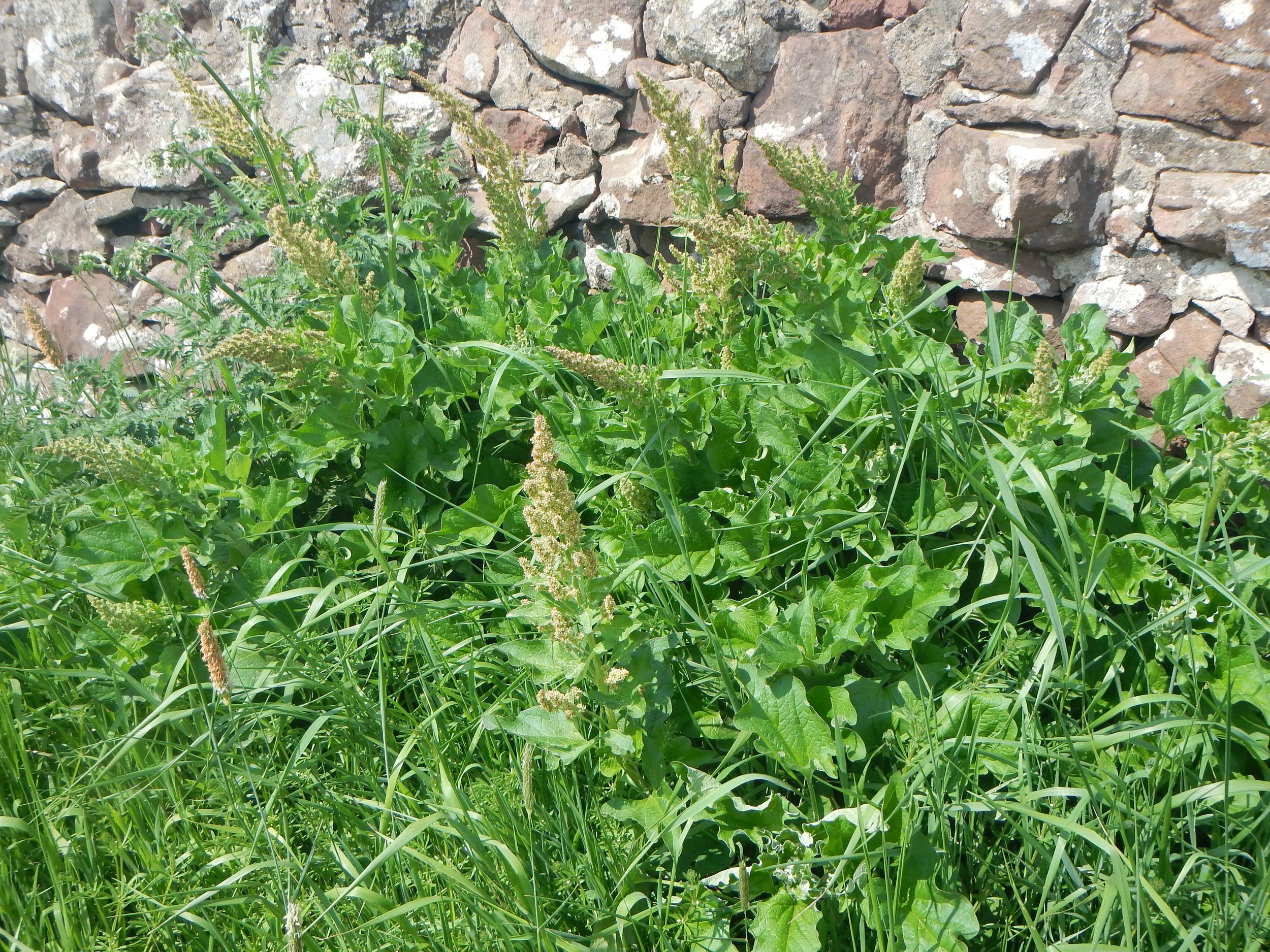 Chenopodium bonus-henricus NS9842 2June2018 PW