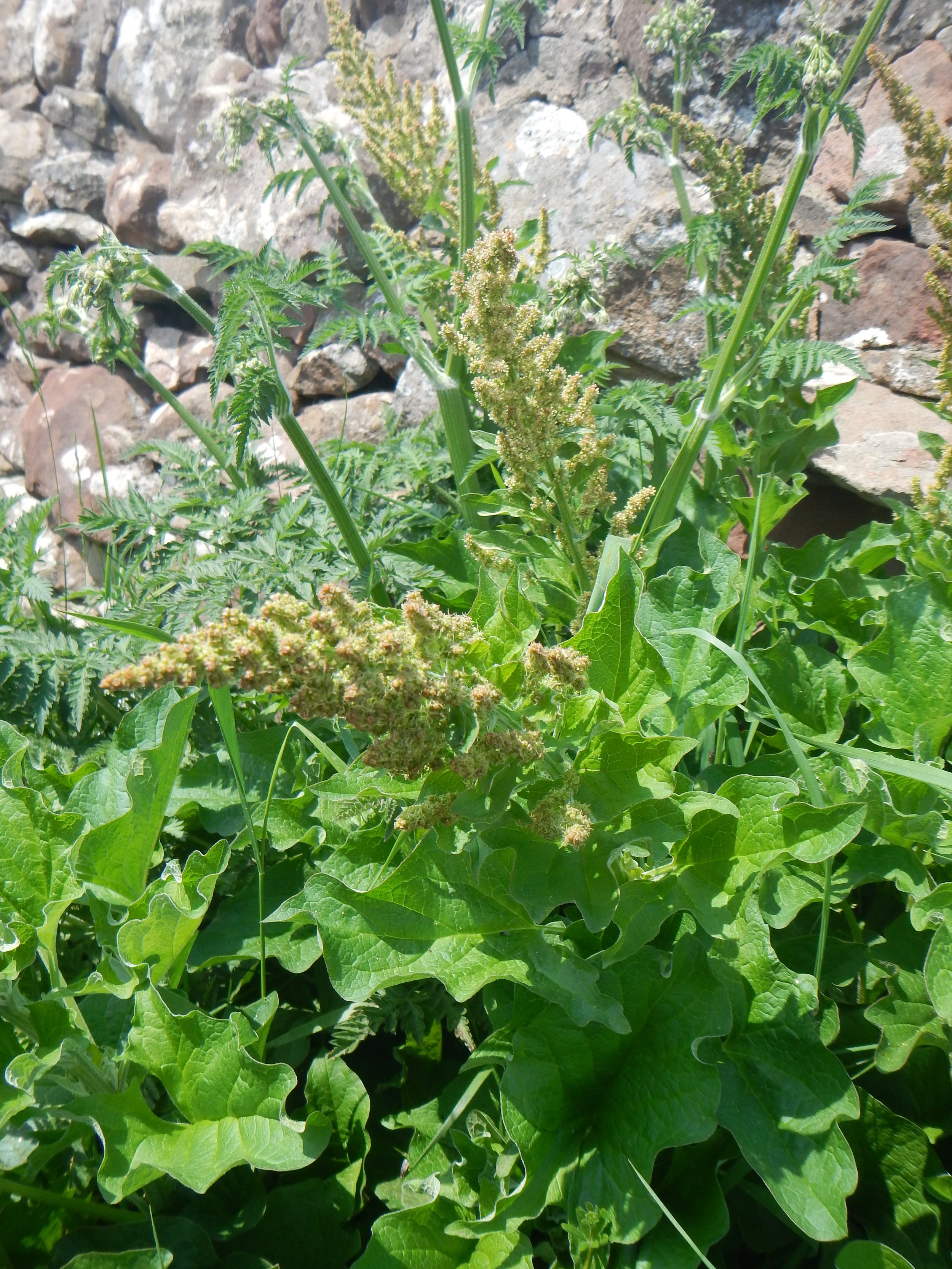 Chenopodium bonus-henricus NS9842 2June2018 PW