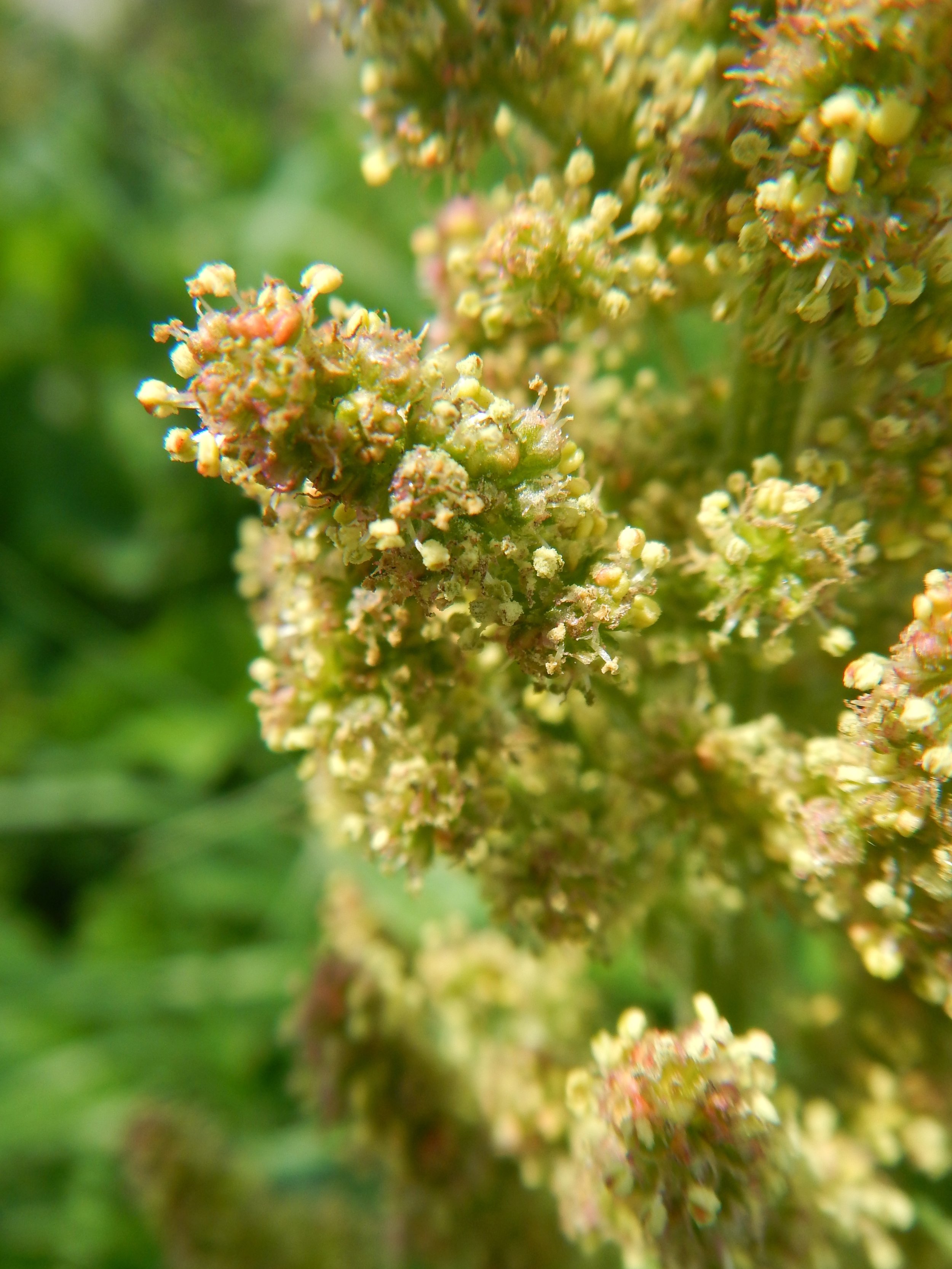 Chenopodium bonus-henricus NS9842 2June2018 PW
