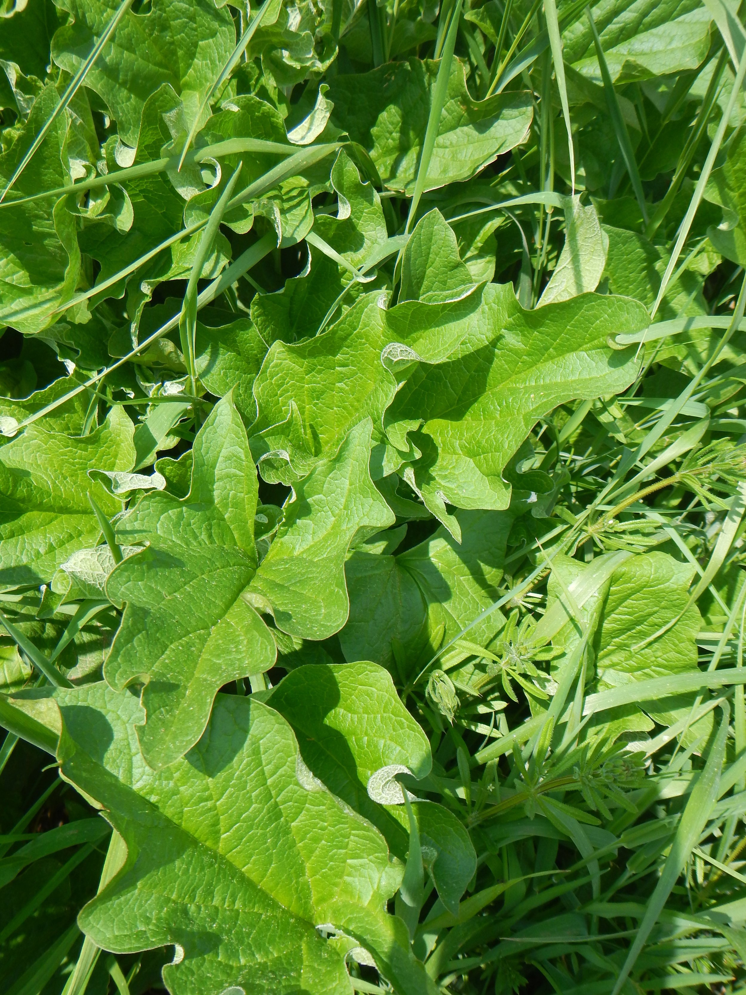 Chenopodium bonus-henricus NS9842 2June2018 PW
