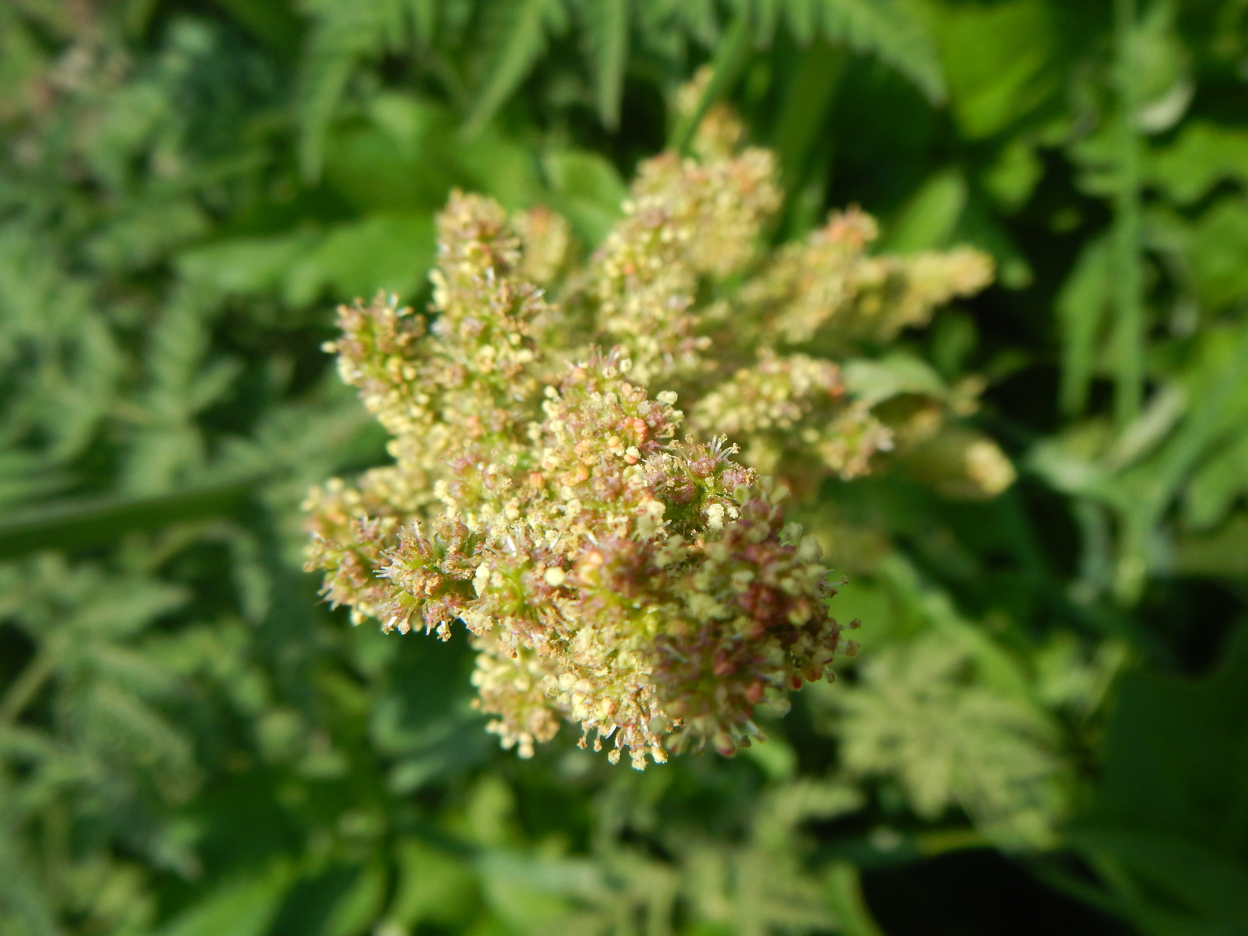 Chenopodium bonus-henricus NS9842 2June2018 PW