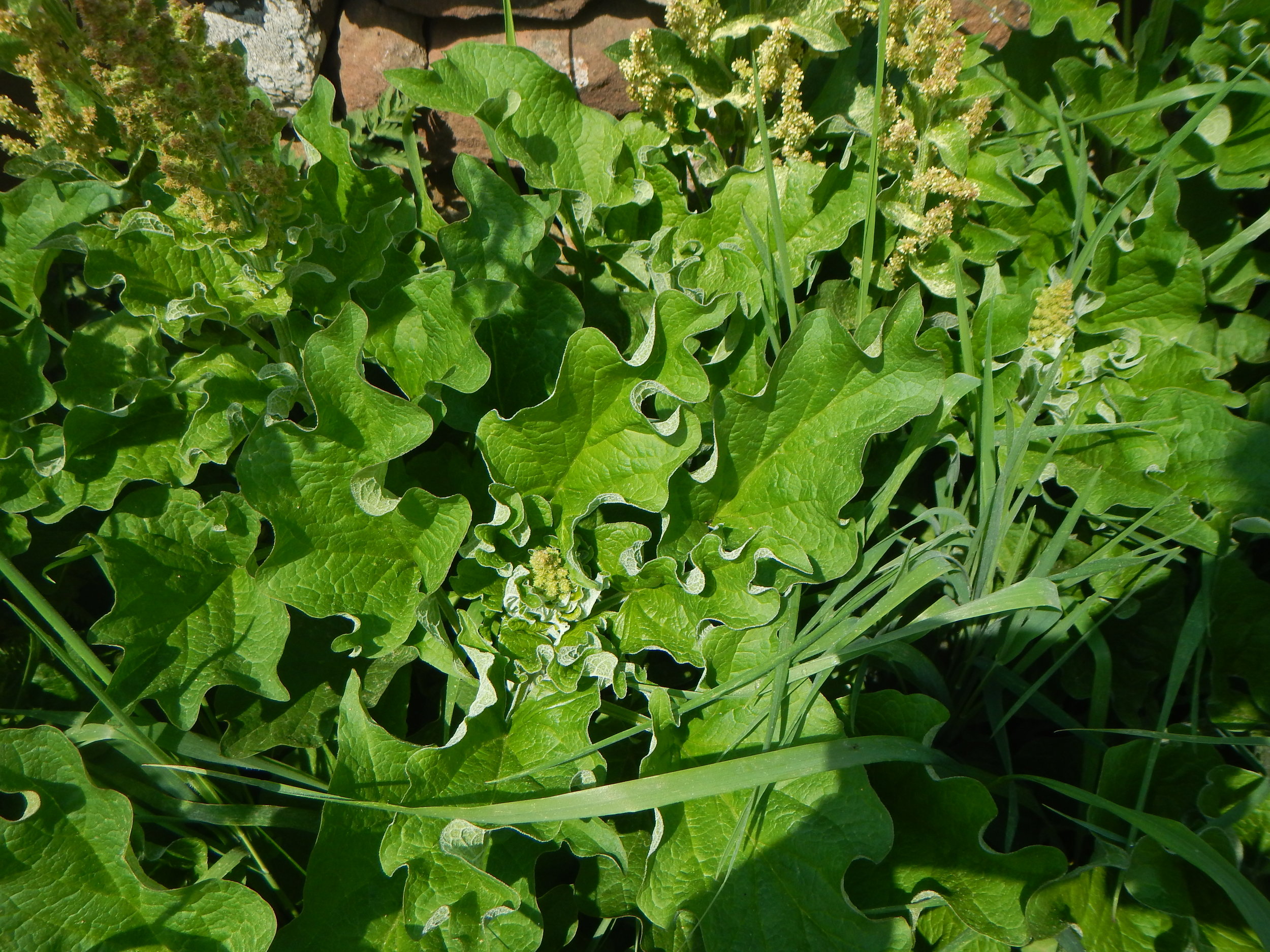 With large leaves. Chenopodium bonus-henricus NS9842 2June2018 PW