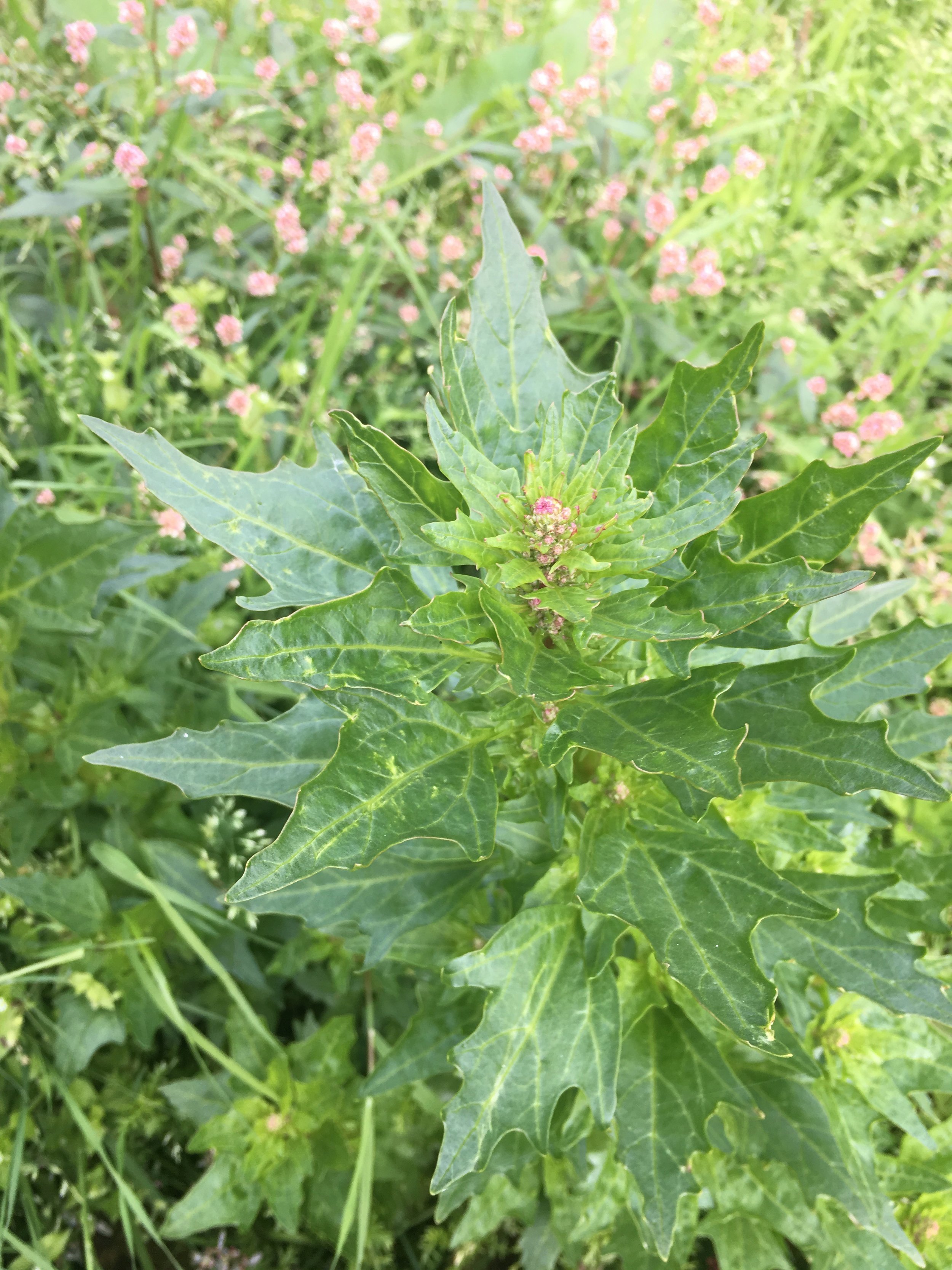 Chenopodium rubrum NS5365 30Aug2018 PW