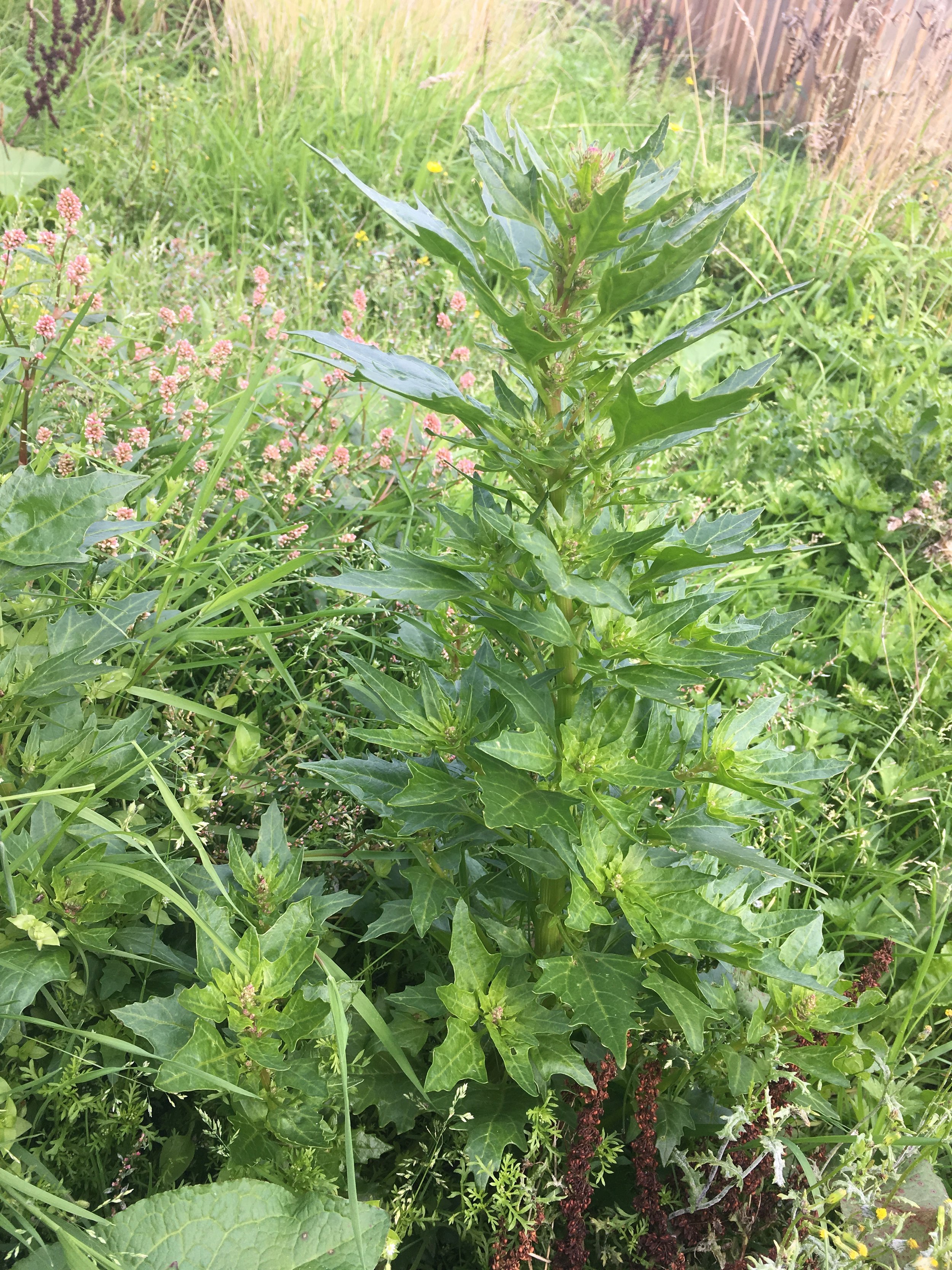 Chenopodium rubrum NS5365 30Aug2018 PW