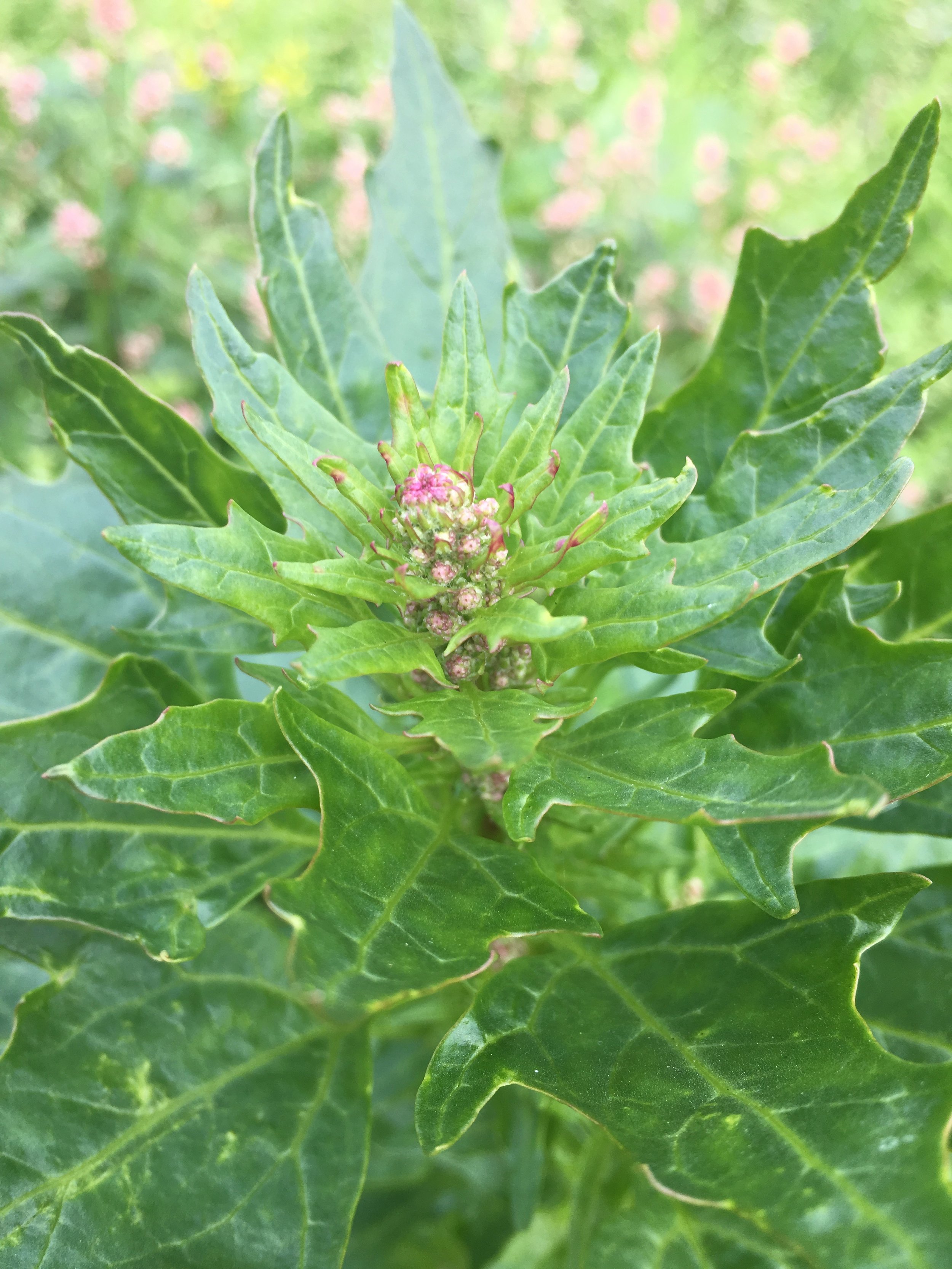 Chenopodium rubrum NS5365 30Aug2018 PW