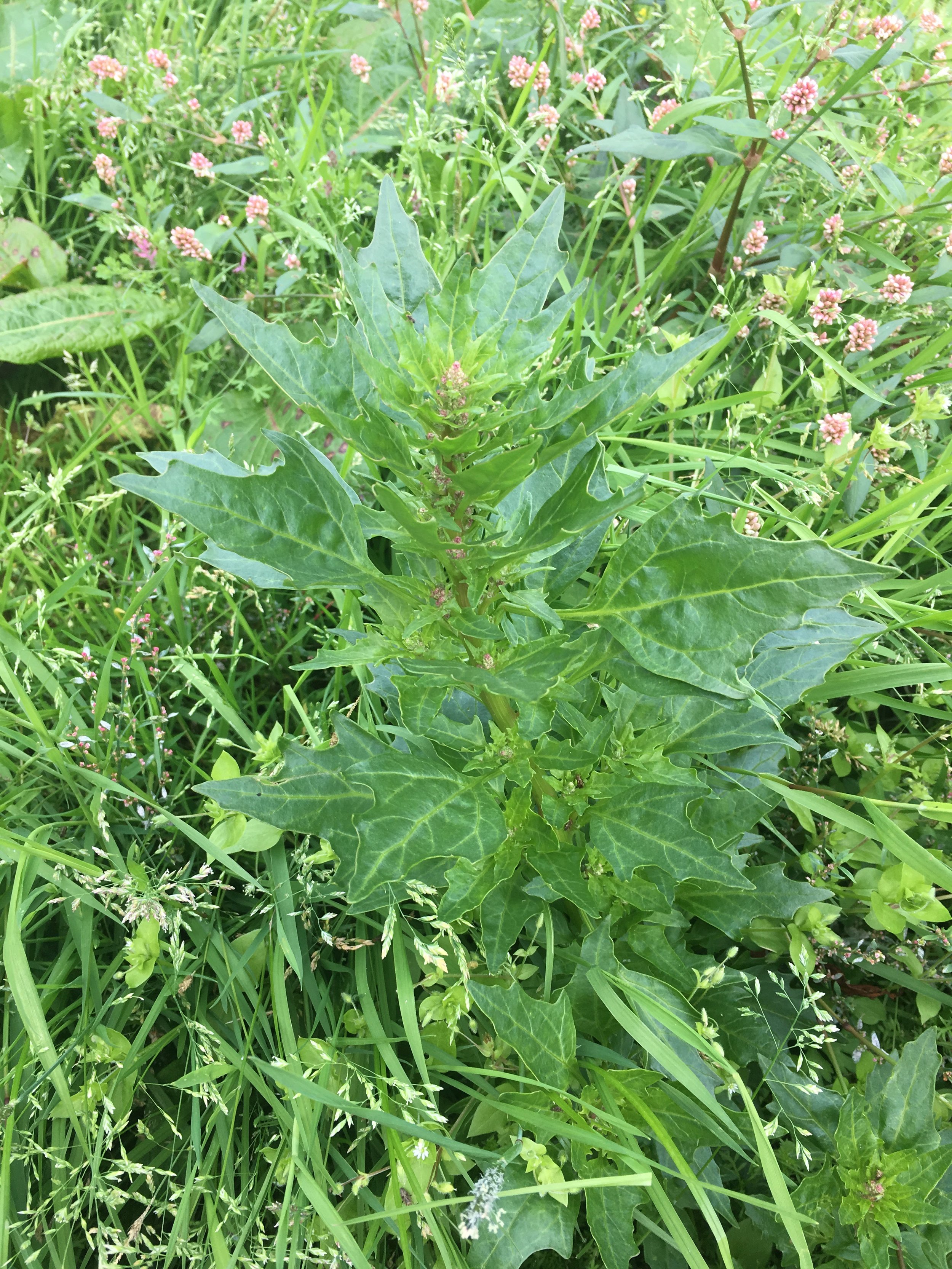 Chenopodium rubrum NS5365 30Aug2018 PW