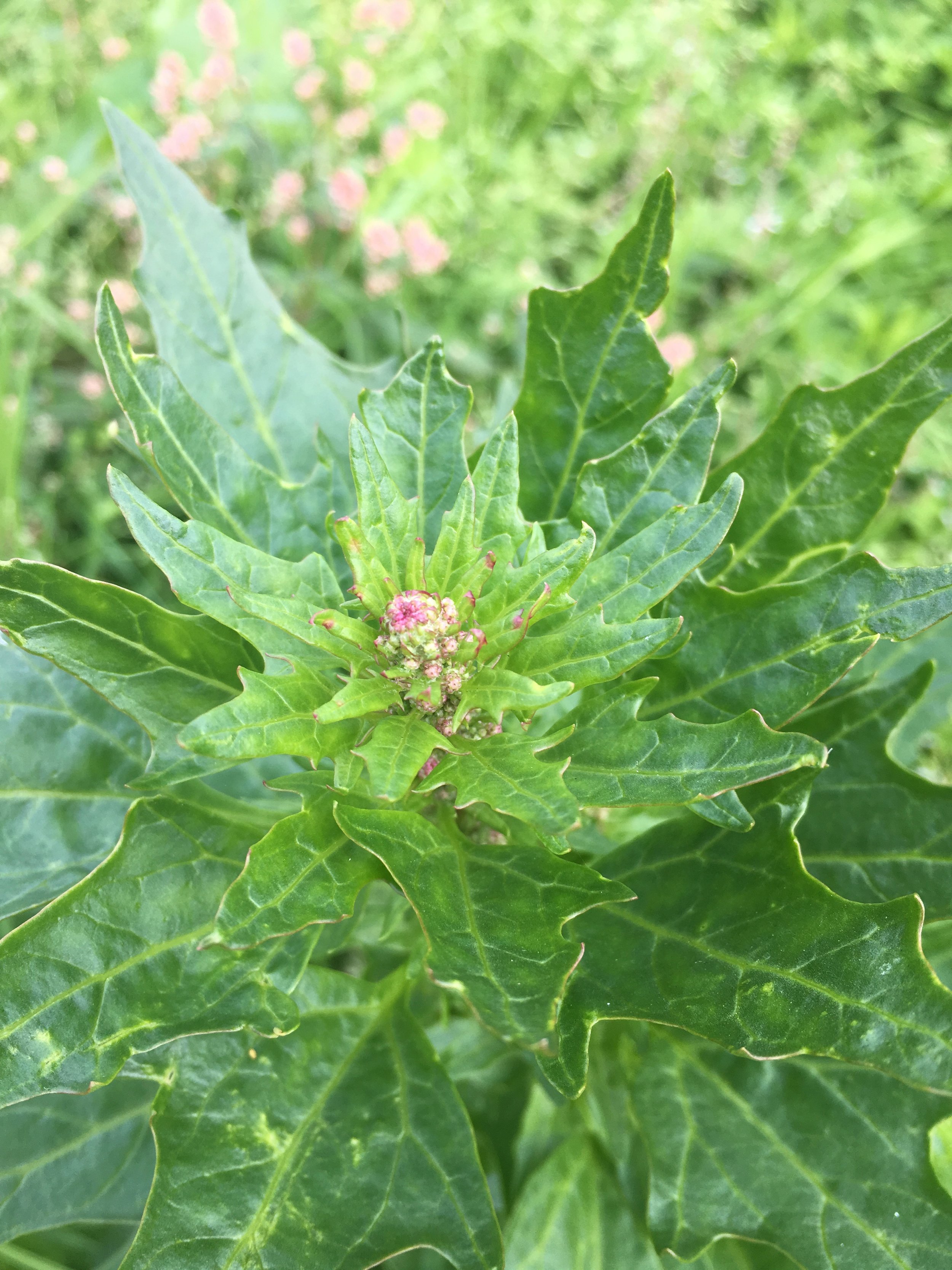 Chenopodium rubrum NS5365 30Aug2018 PW