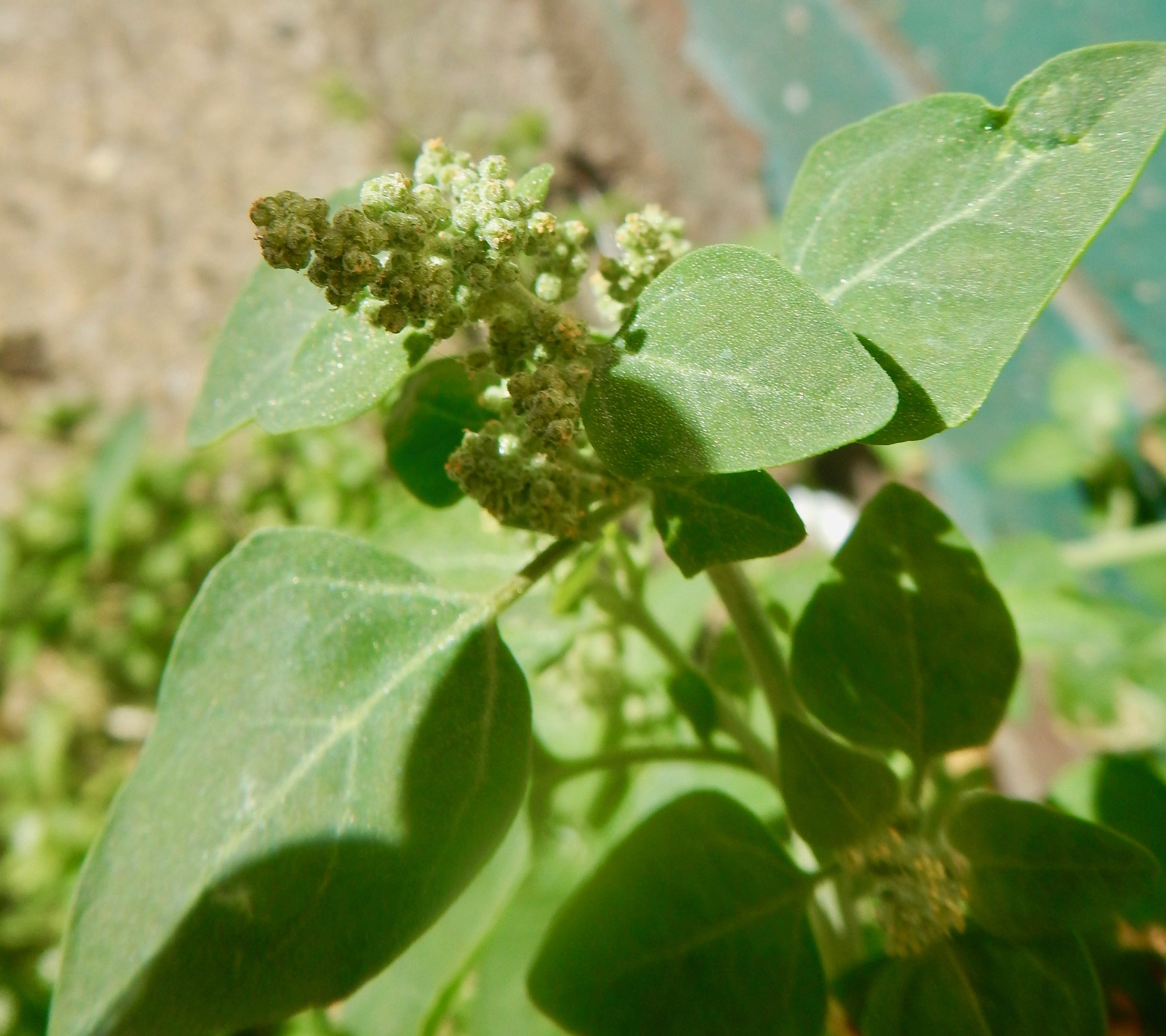 Chenopodium vulvaria NS5666 13Aug2017
