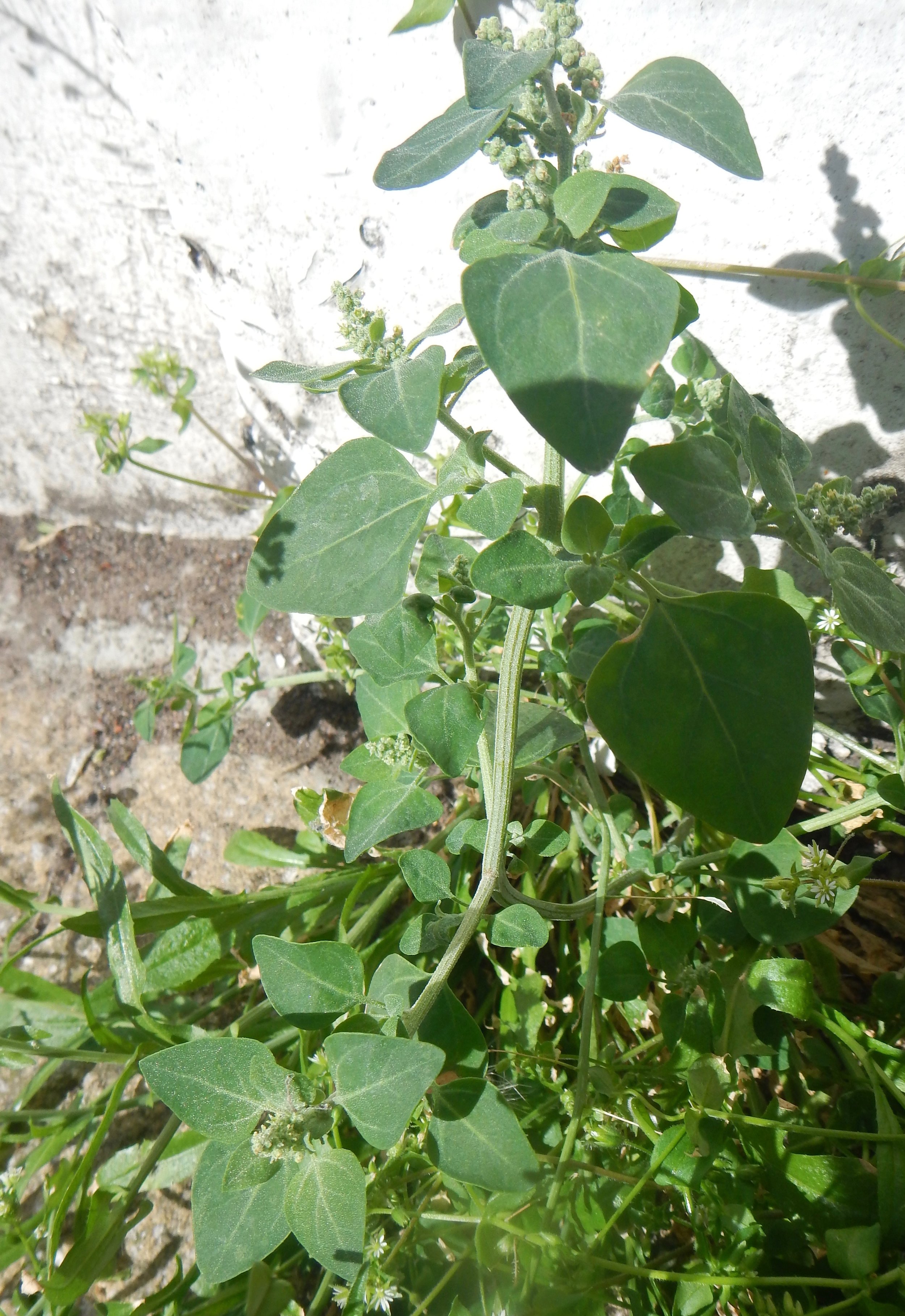 Chenopodium vulvaria NS5666 13Aug2017