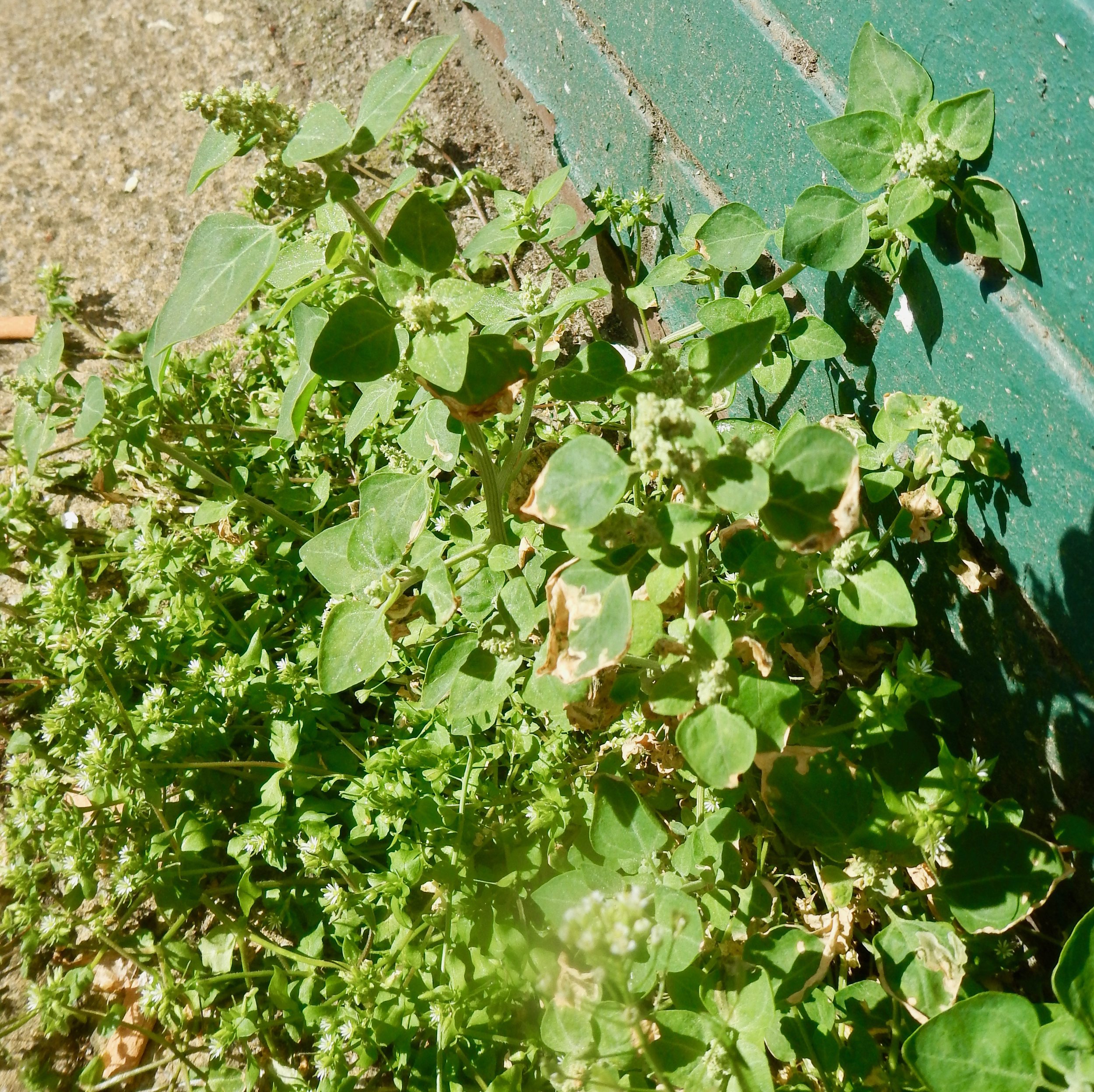 Chenopodium vulvaria NS5666 13Aug2017