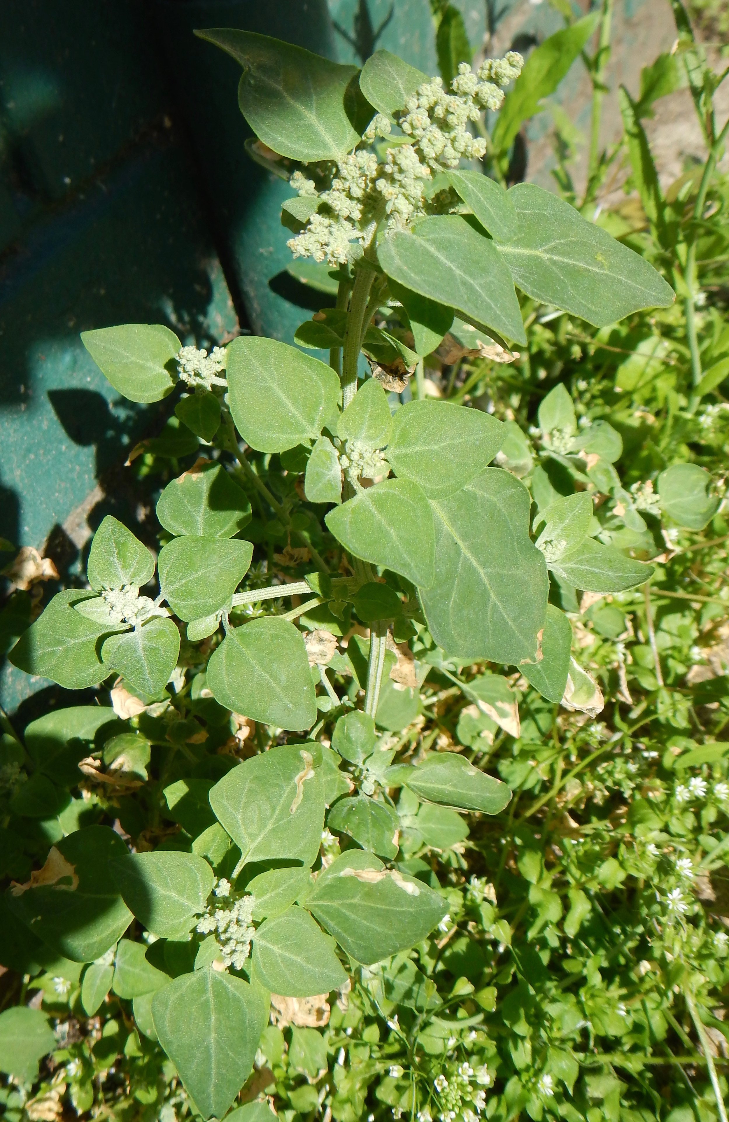 Chenopodium vulvaria NS5666 13Aug2017