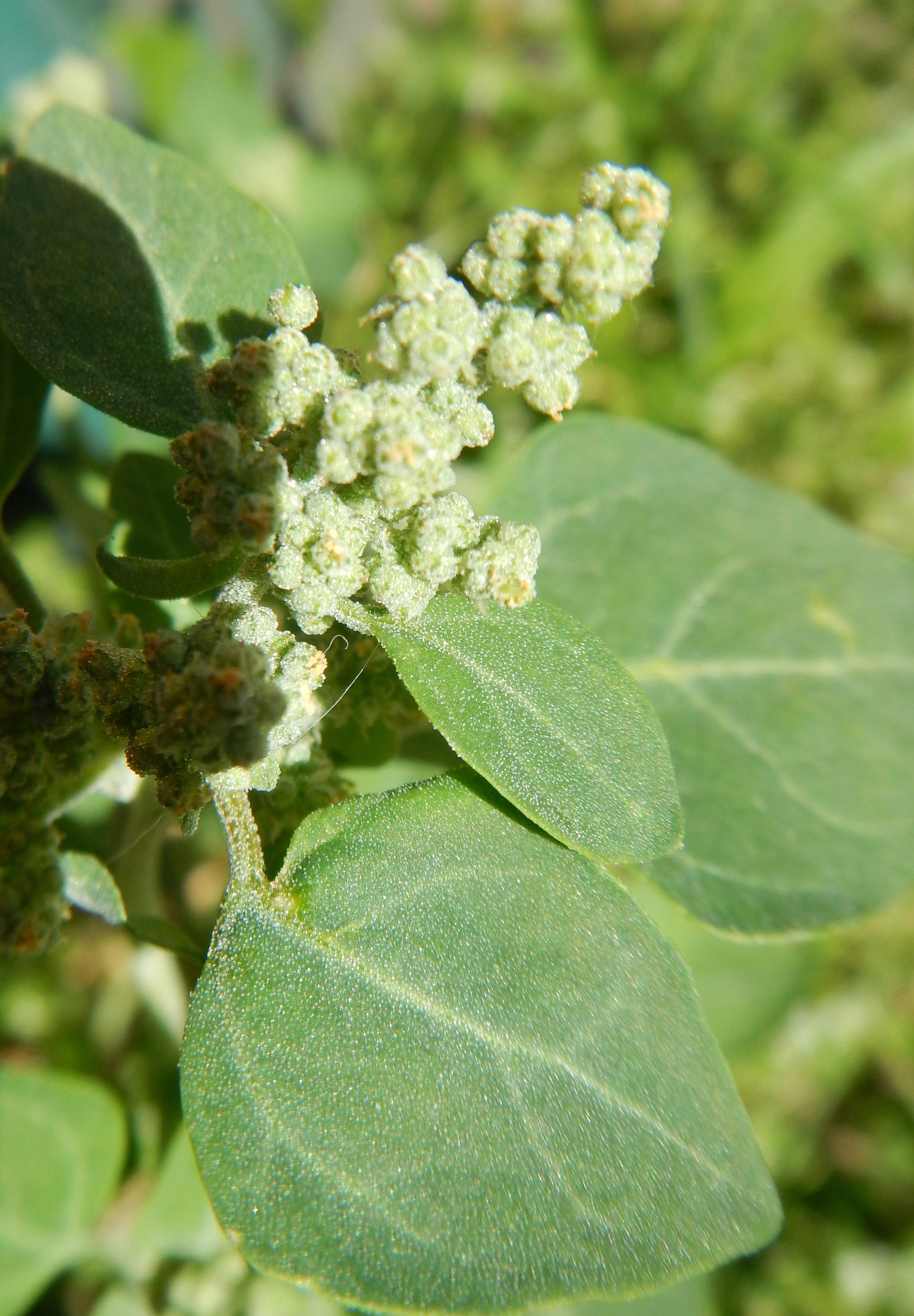 Chenopodium vulvaria NS5666 13Aug2017