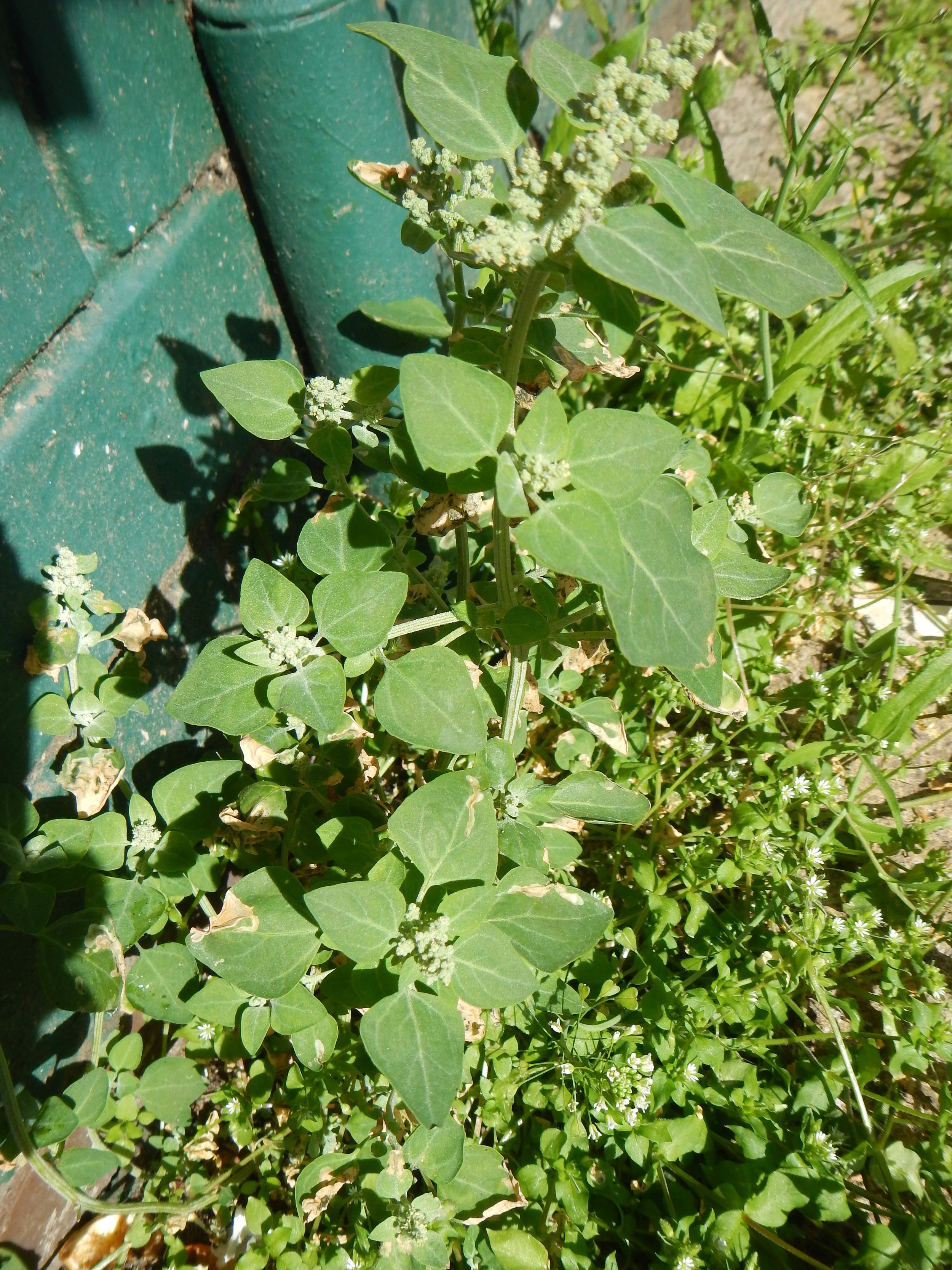 Chenopodium vulvaria NS5666 13Aug2017