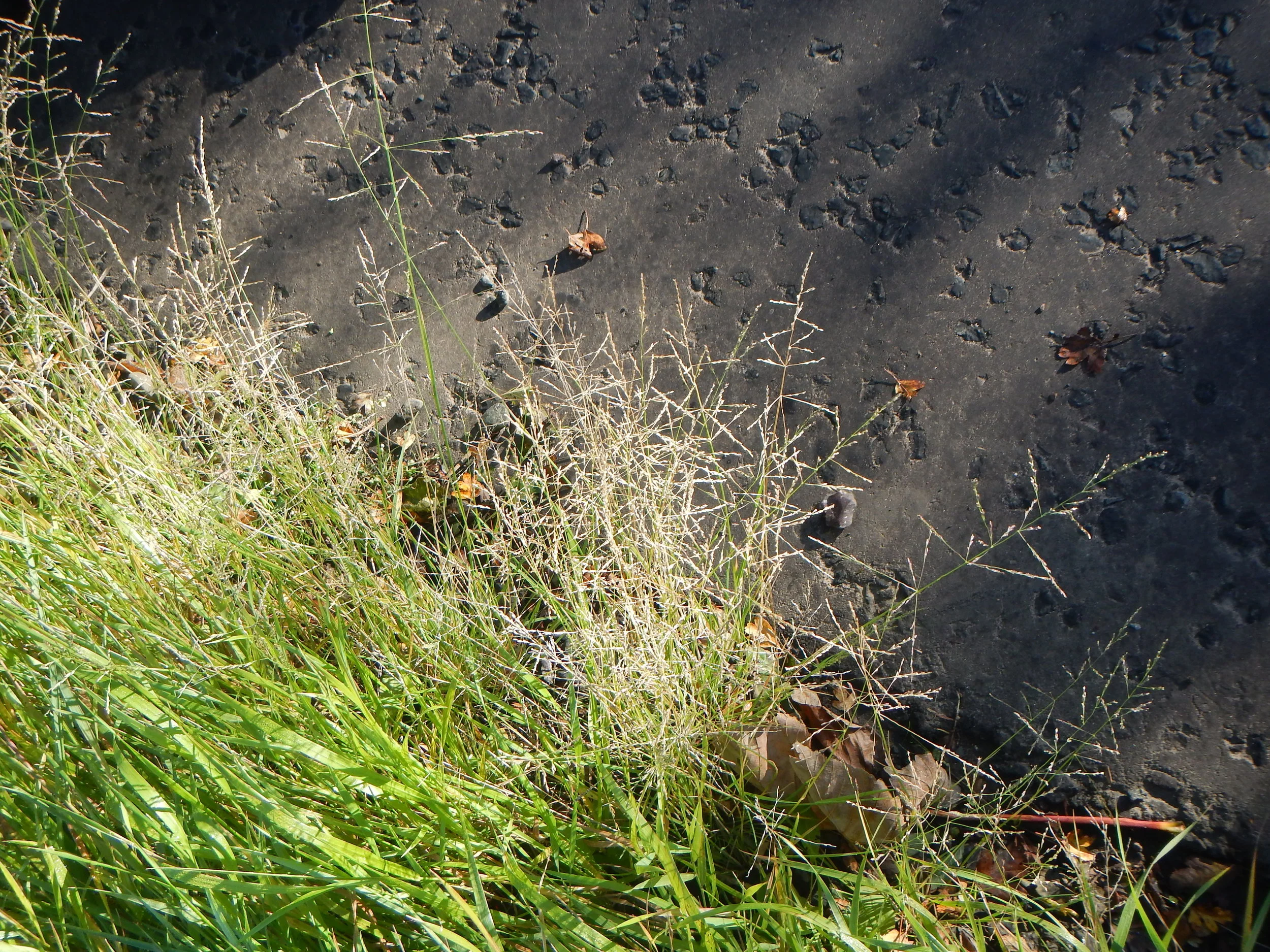   Puccinellia distans NS8543 23Sep2018 PW  