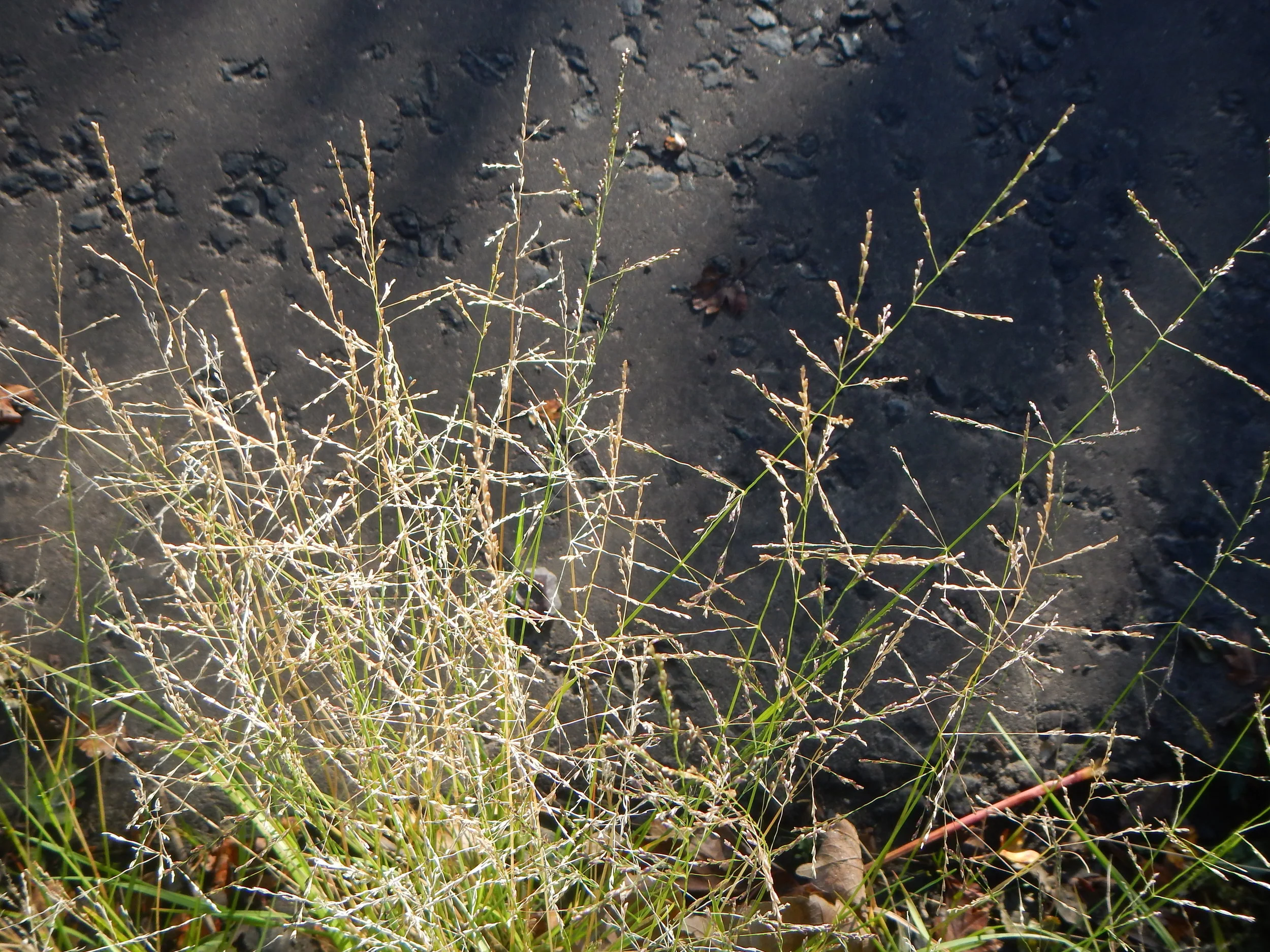   Puccinellia distans NS8543 23Sep2018 PW  
