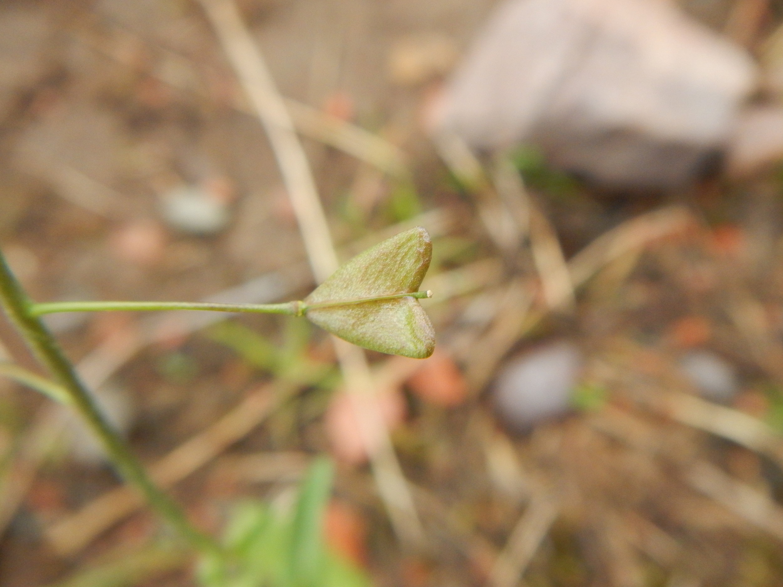 Close-up of the shepherd’s purse. Capsella bursa-pastoris NT0132 15Sept2018