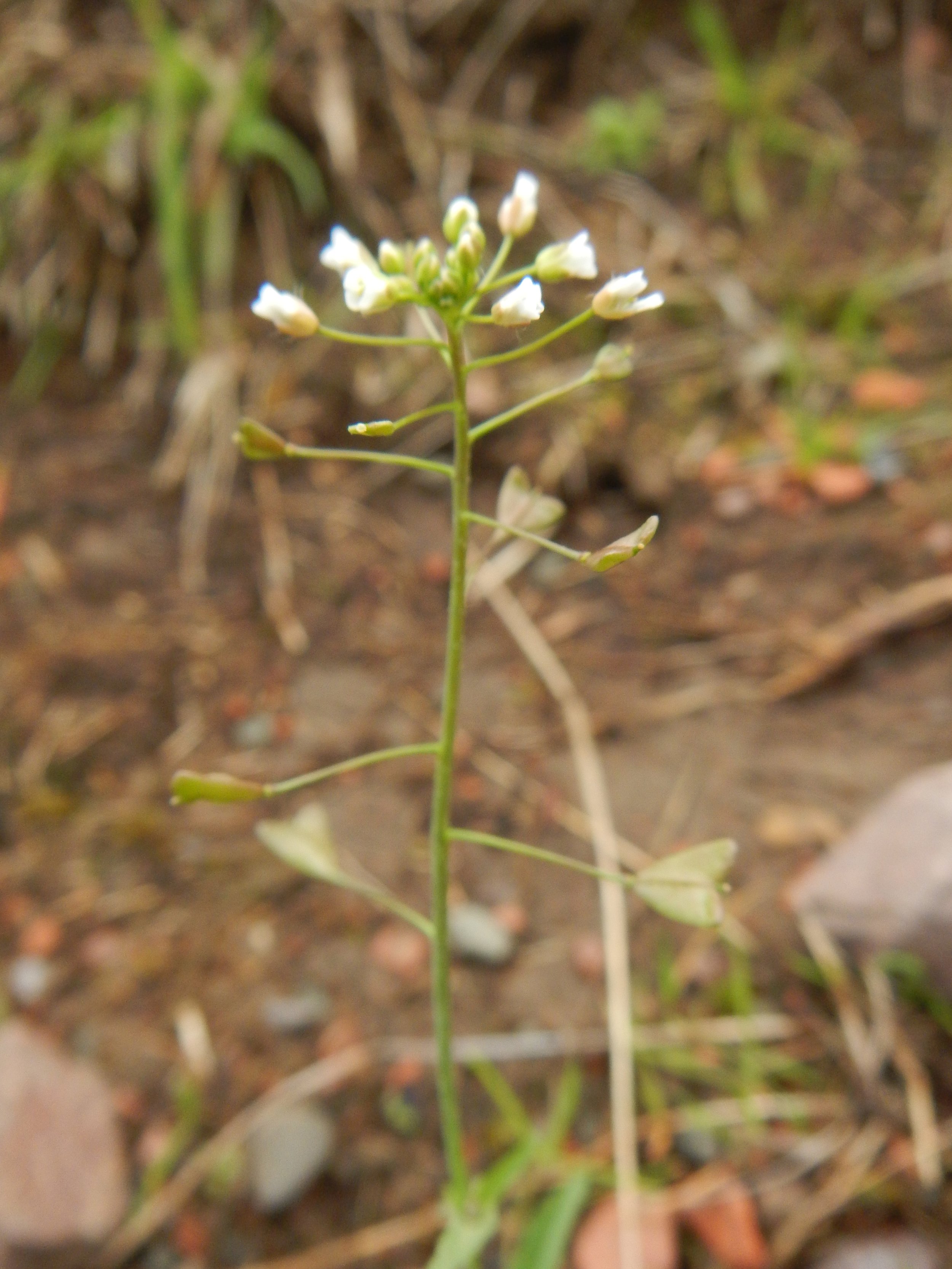 Capsella bursa-pastoris NT0132 15Sept2018