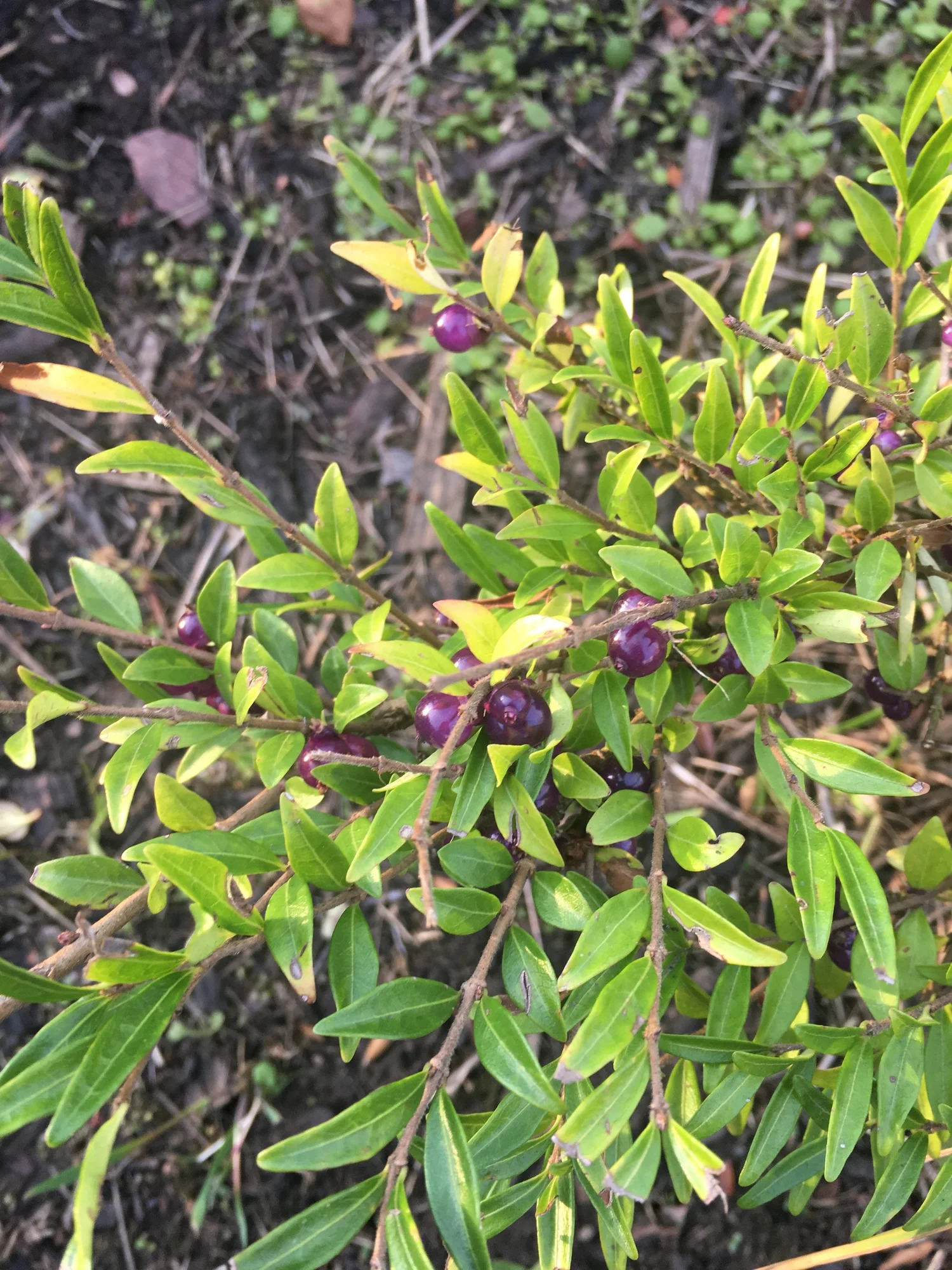 Lonicera nitida - Wilson's Honeysuckle  BSBI VC77