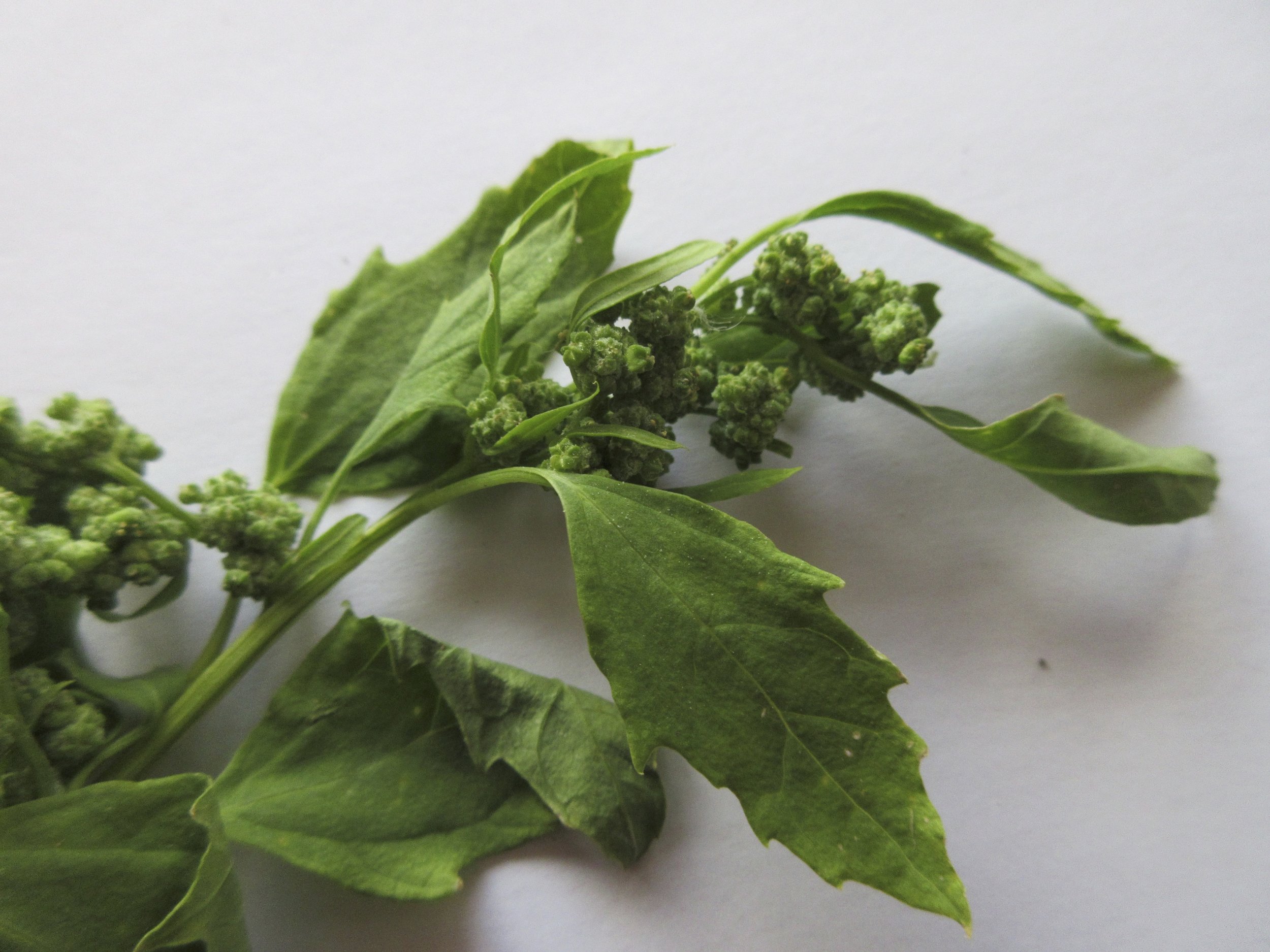 Chenopodium suecicum NS5872 29Sep2018 MP