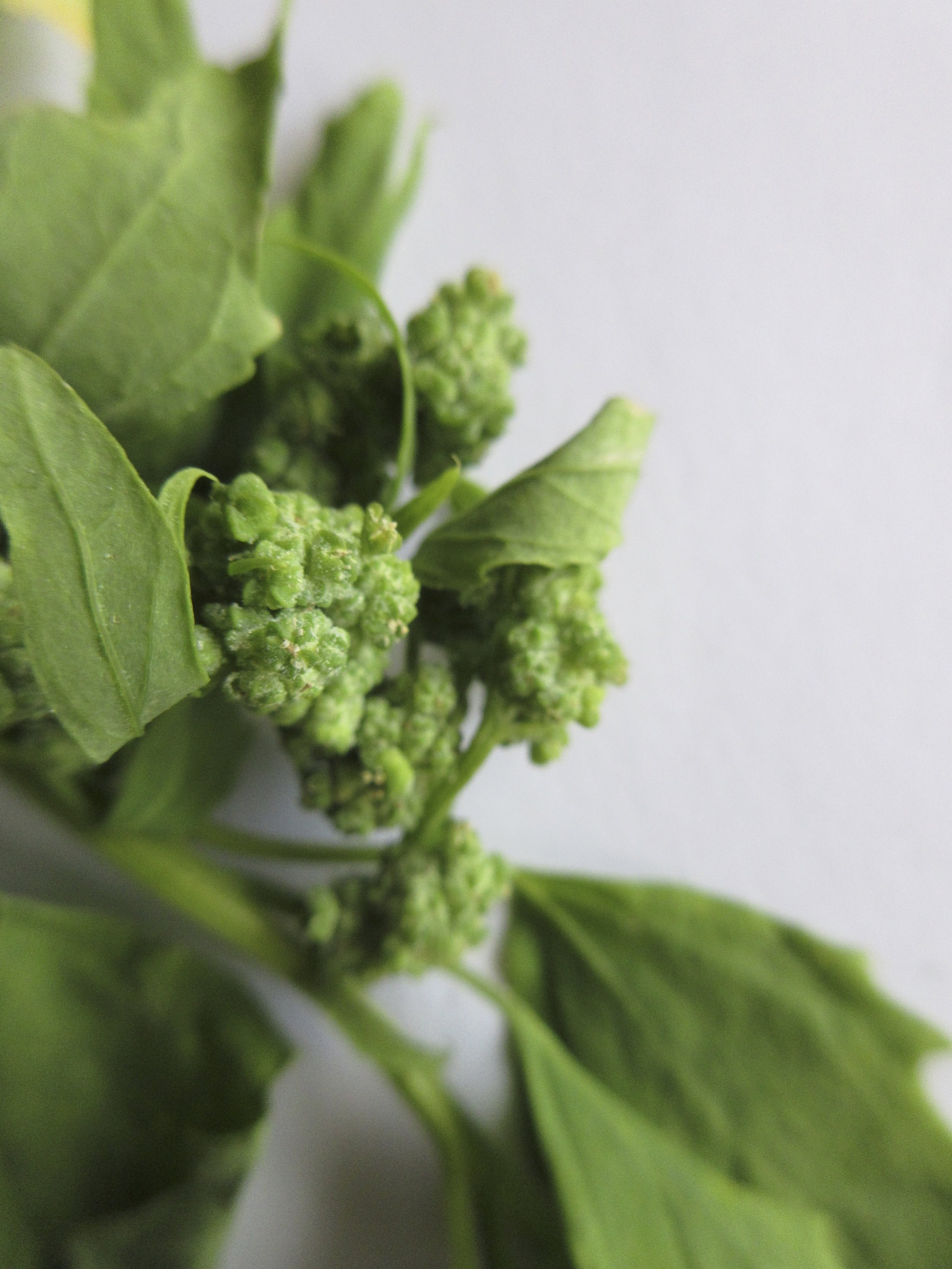 Chenopodium suecicum NS5872 29Sep2018 MP