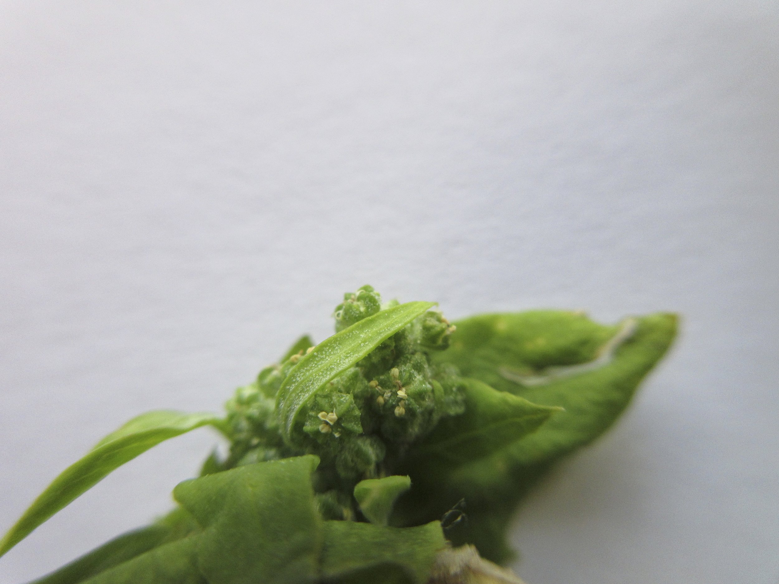 Chenopodium suecicum NS5872 29Sep2018 MP