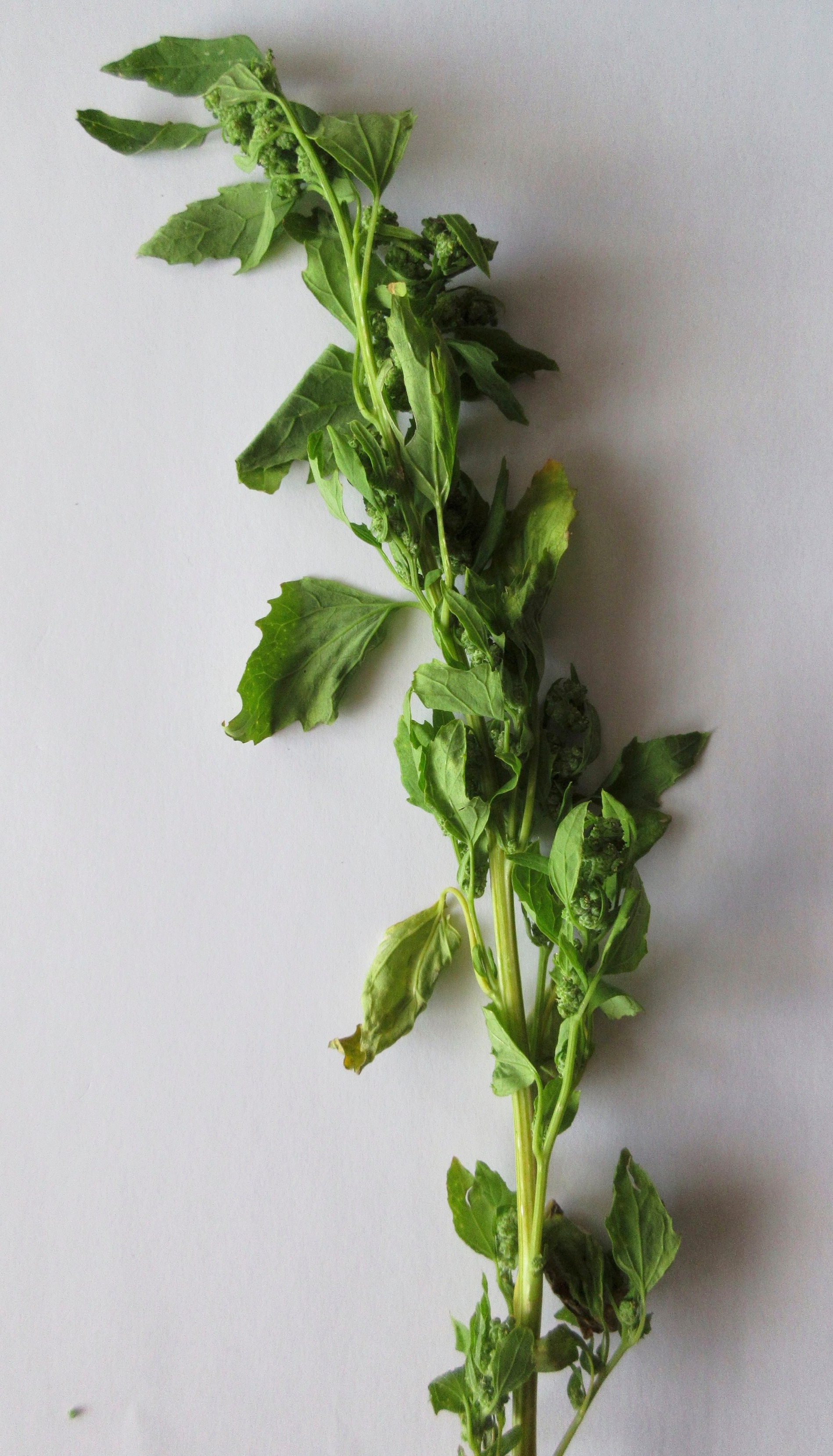 Chenopodium suecicum NS5872 29Sep2018 MP