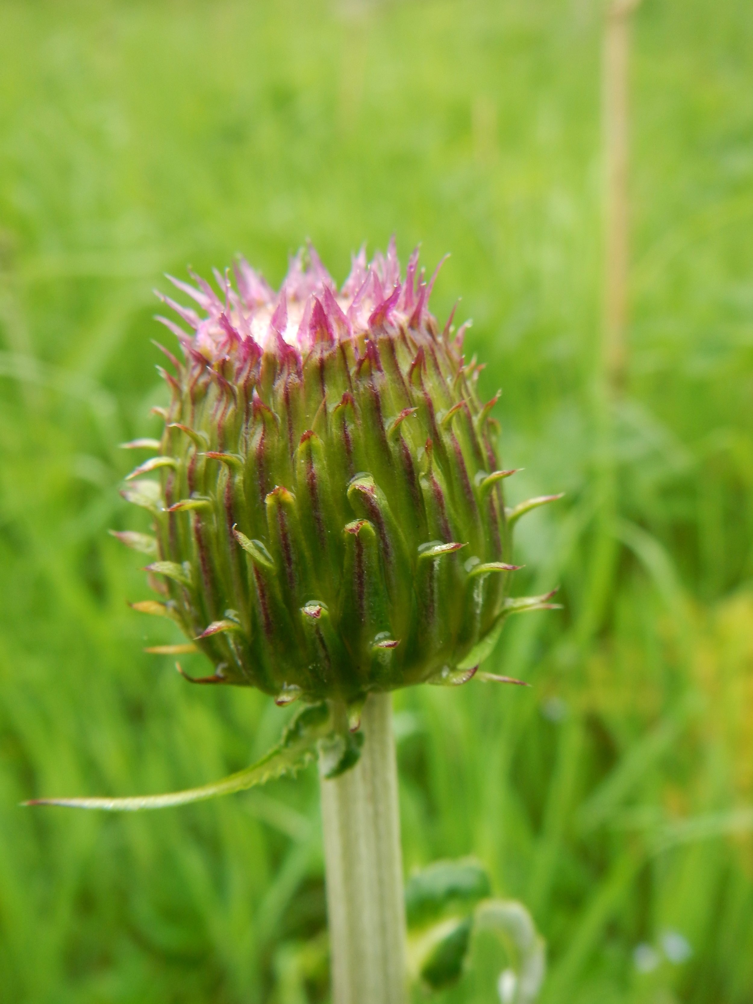 Cirsium heterophyllum NS9934 13Jun16 PW