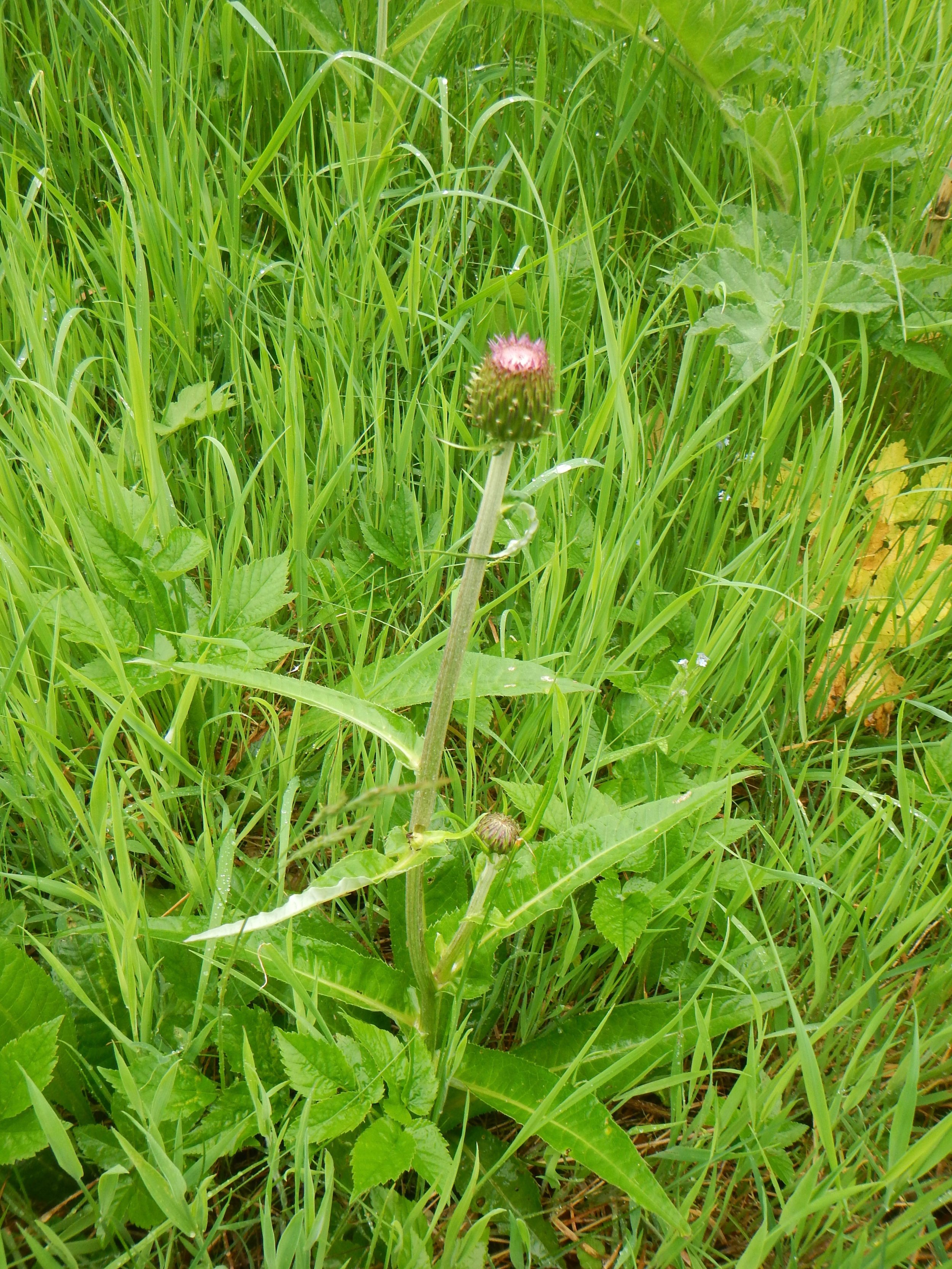 Cirsium heterophyllum NS9934 13Jun16 PW
