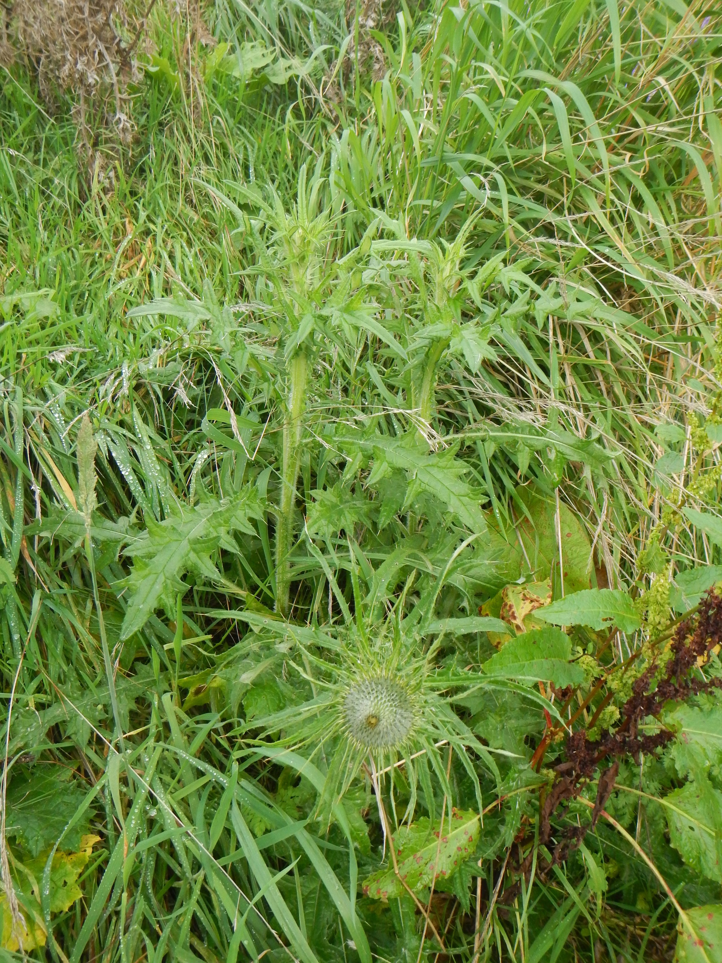 Cirsium vulgare NS5664 21Oct2018 PW