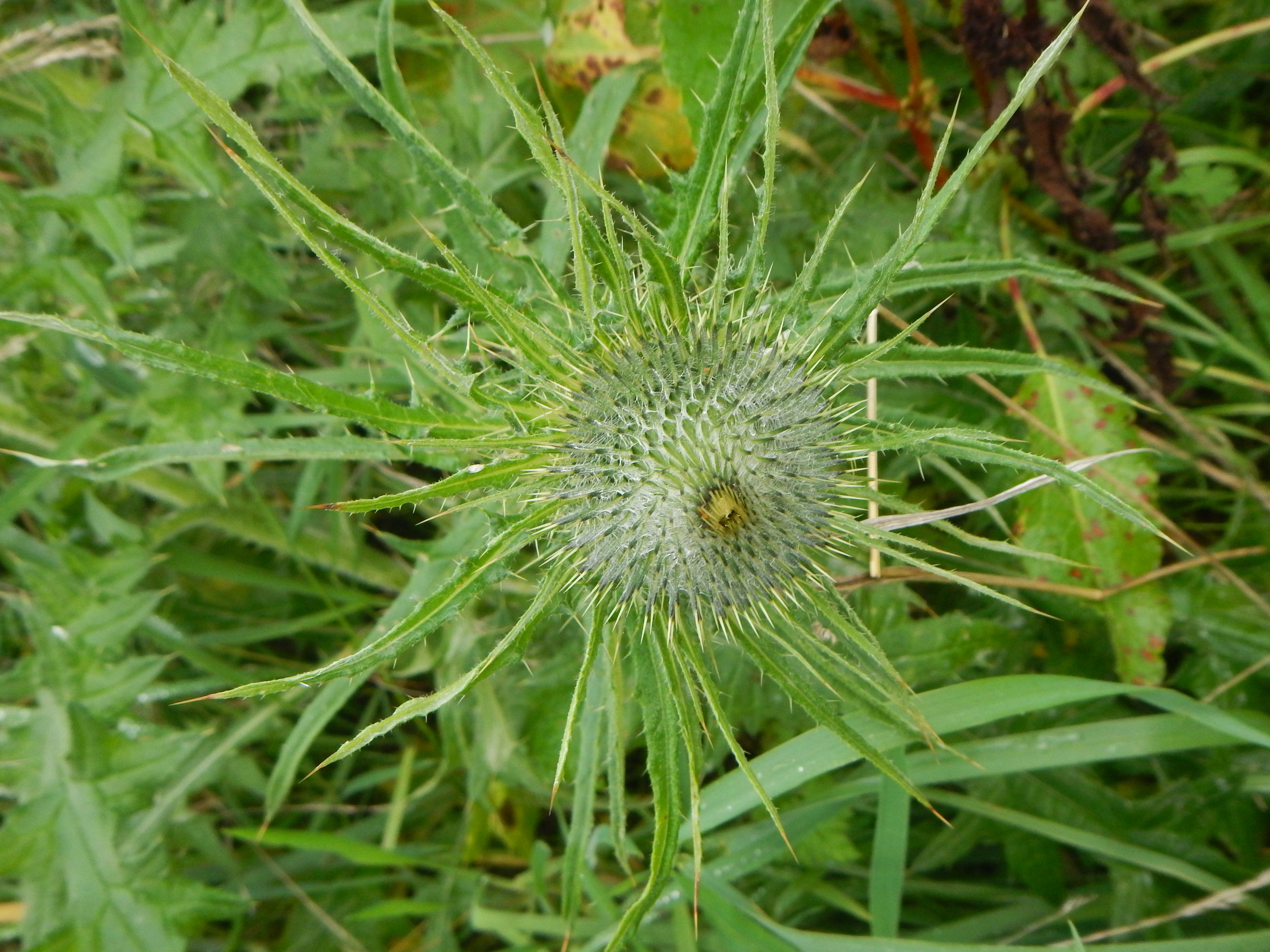 Cirsium vulgare NS5664 21Oct2018 PW