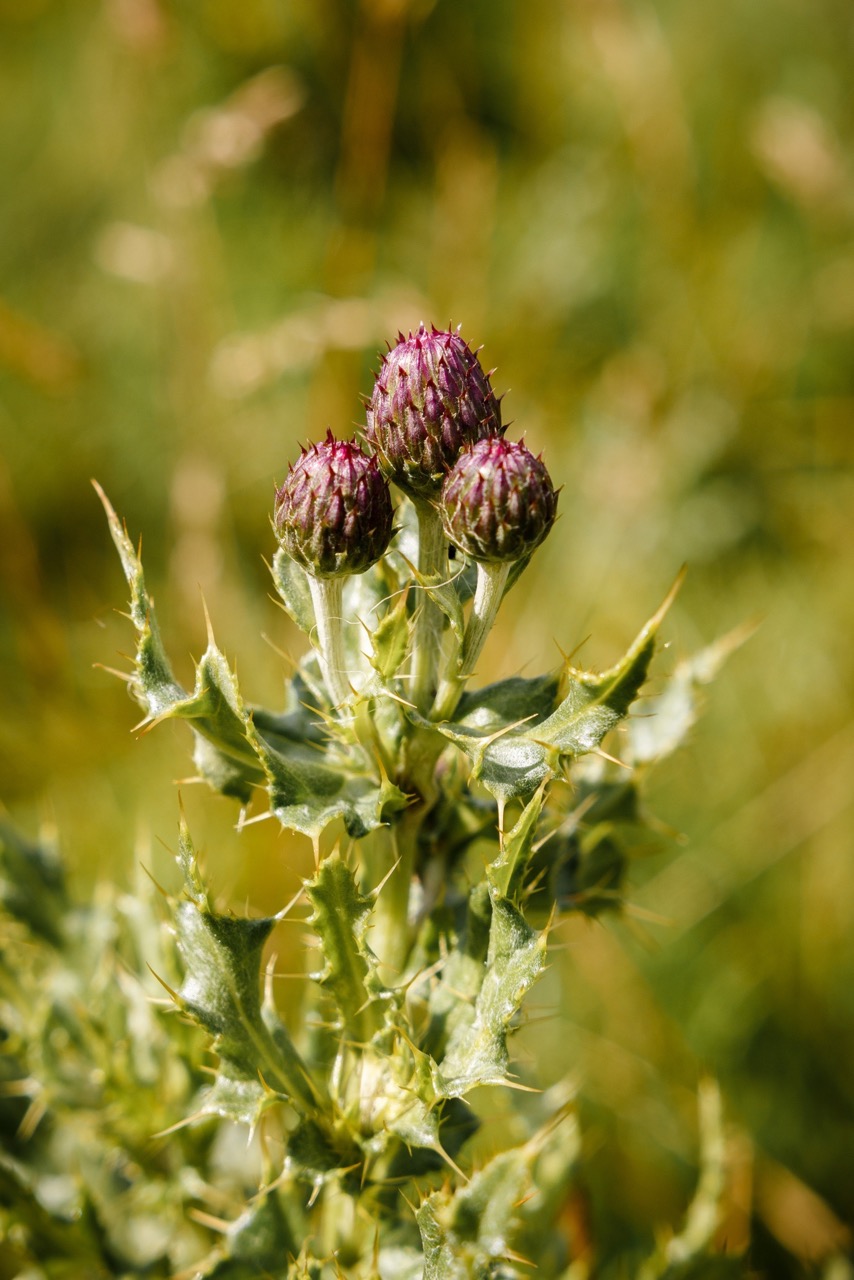 Cirsium arvense 9Aug2017 NS9820 WJ