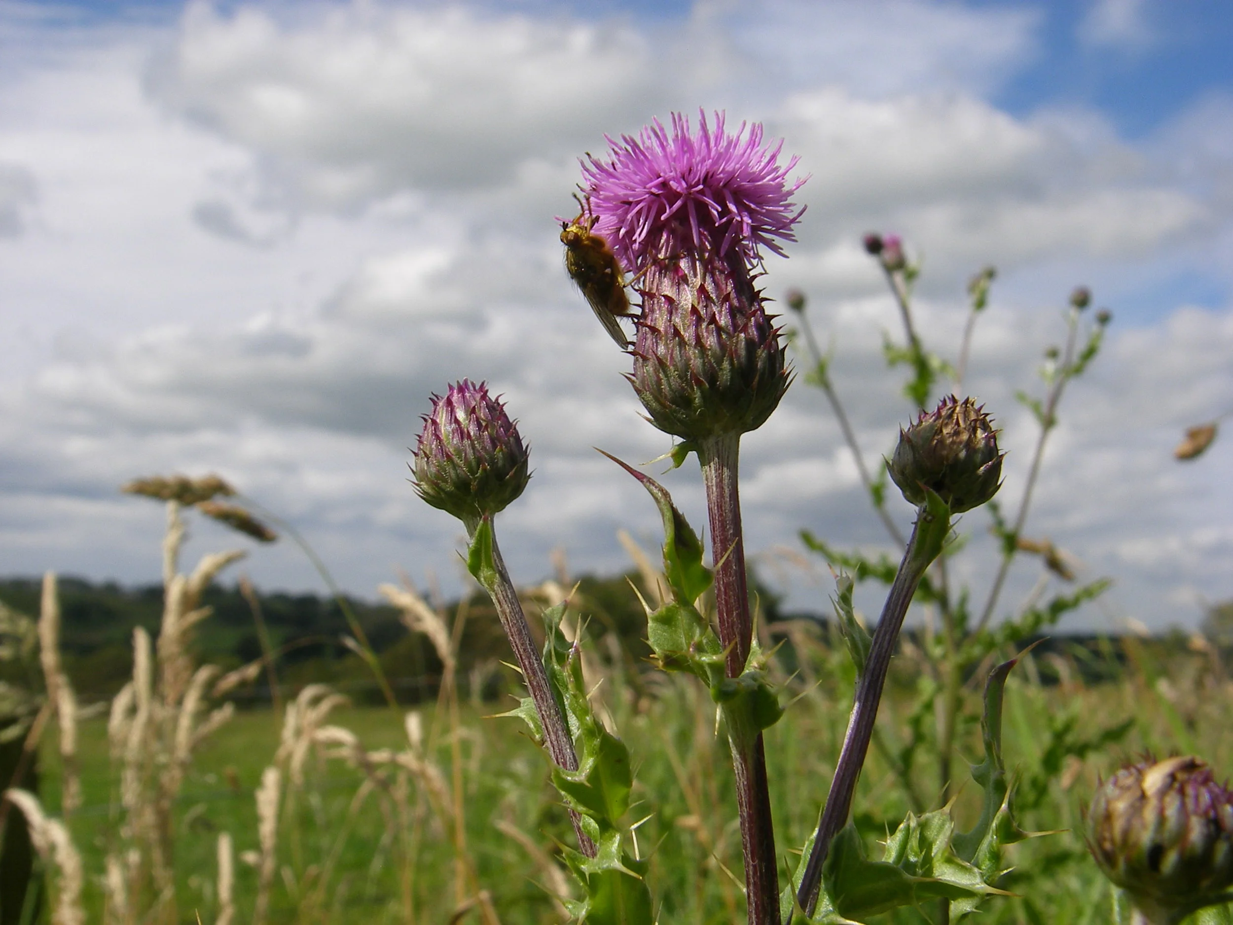  Cirsium arvense NS7143 03Aug2011 MJP  