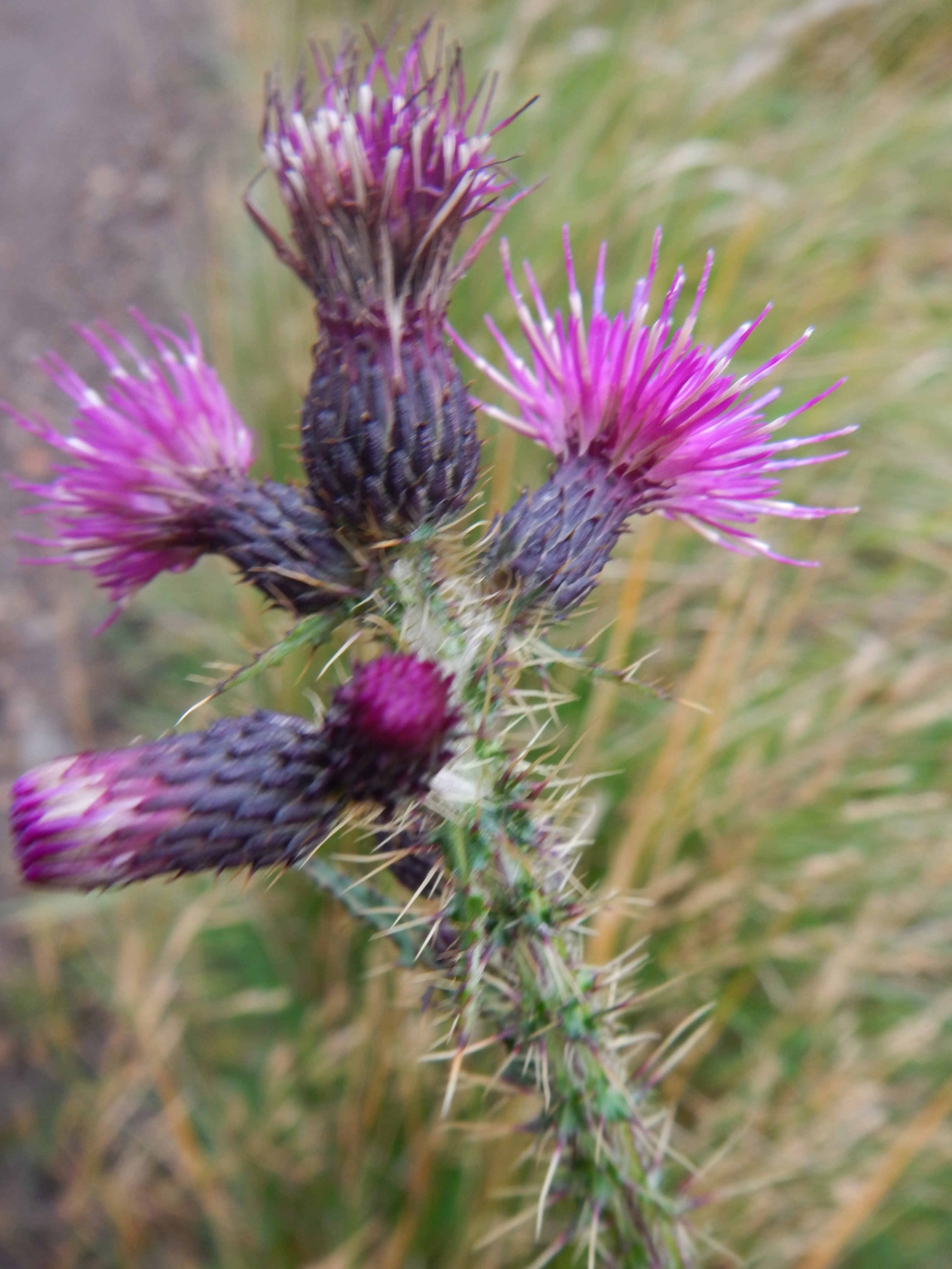 Cirsium palustre NS 7923 24Sep2017 PW