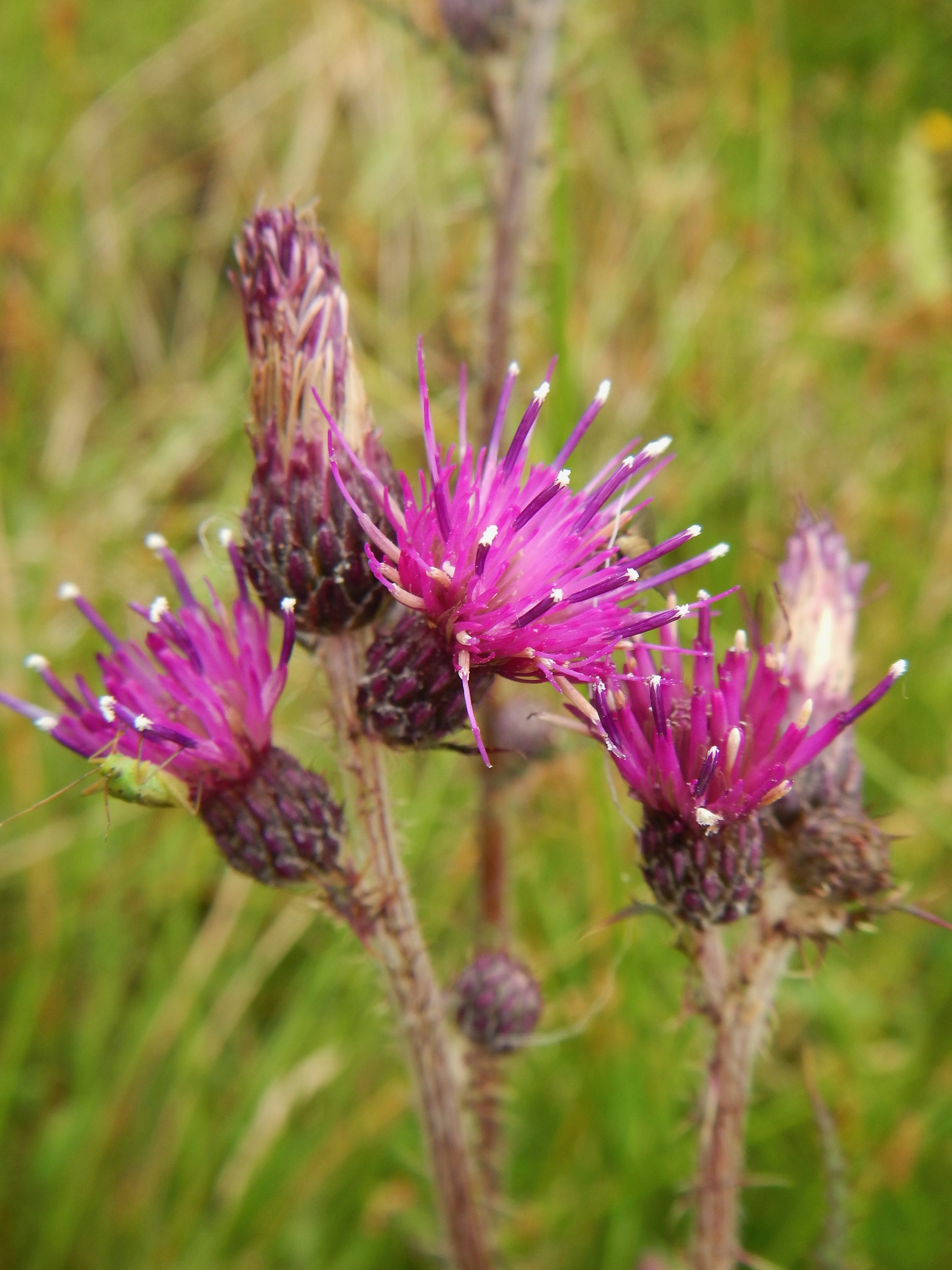 Cirsium palustre NS9335 15Jul2018 PW