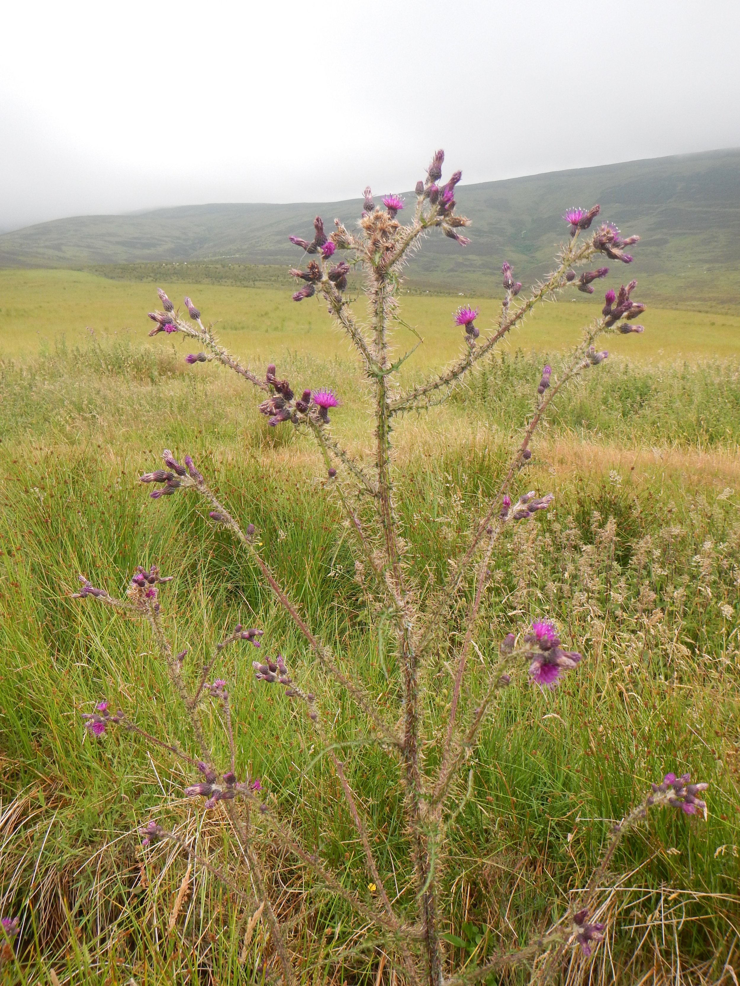Cirsium palustre NS9335 15Jul2018 PW