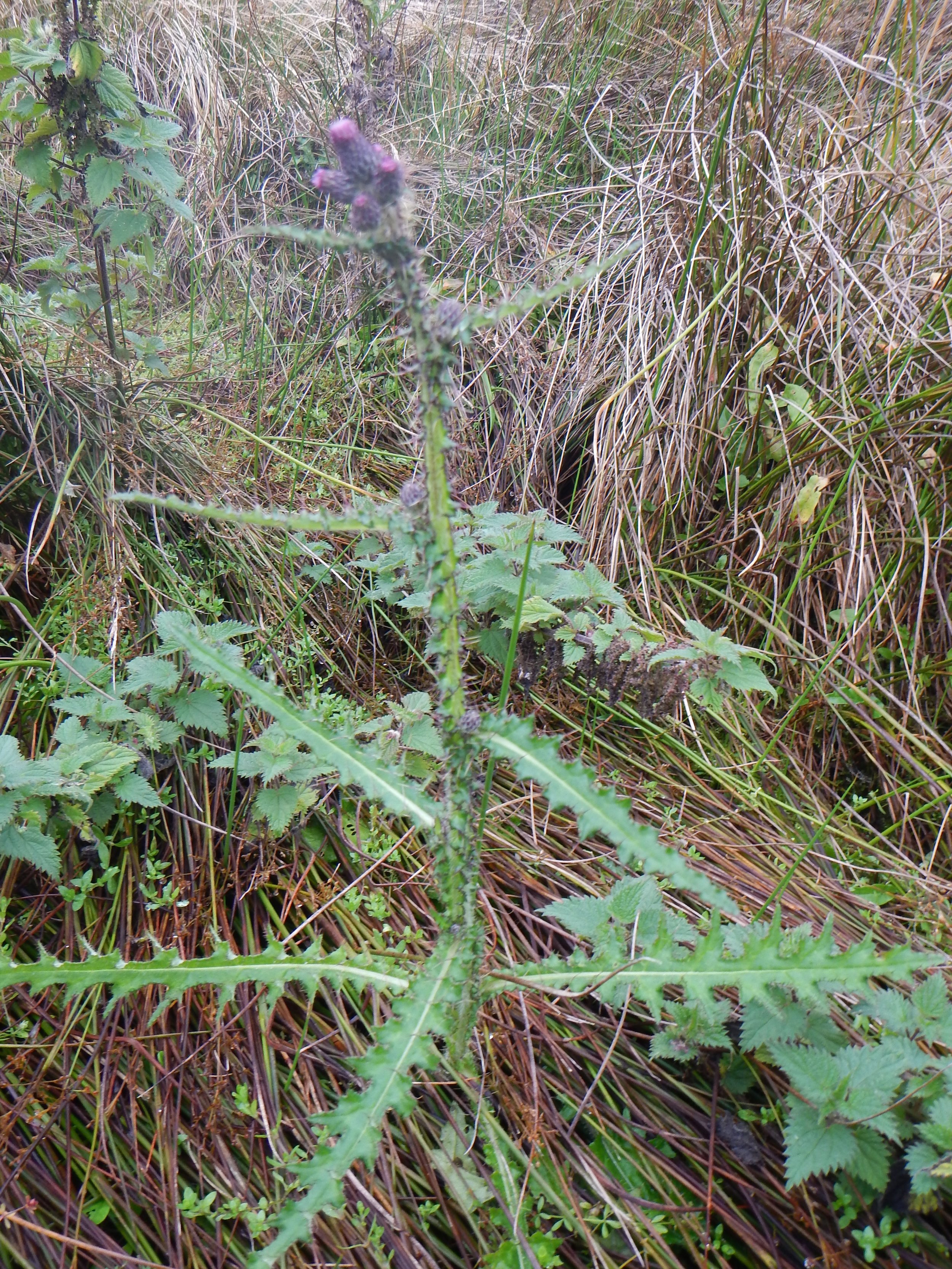 Cirsium palustre NS 7923 24Sep2017 PW
